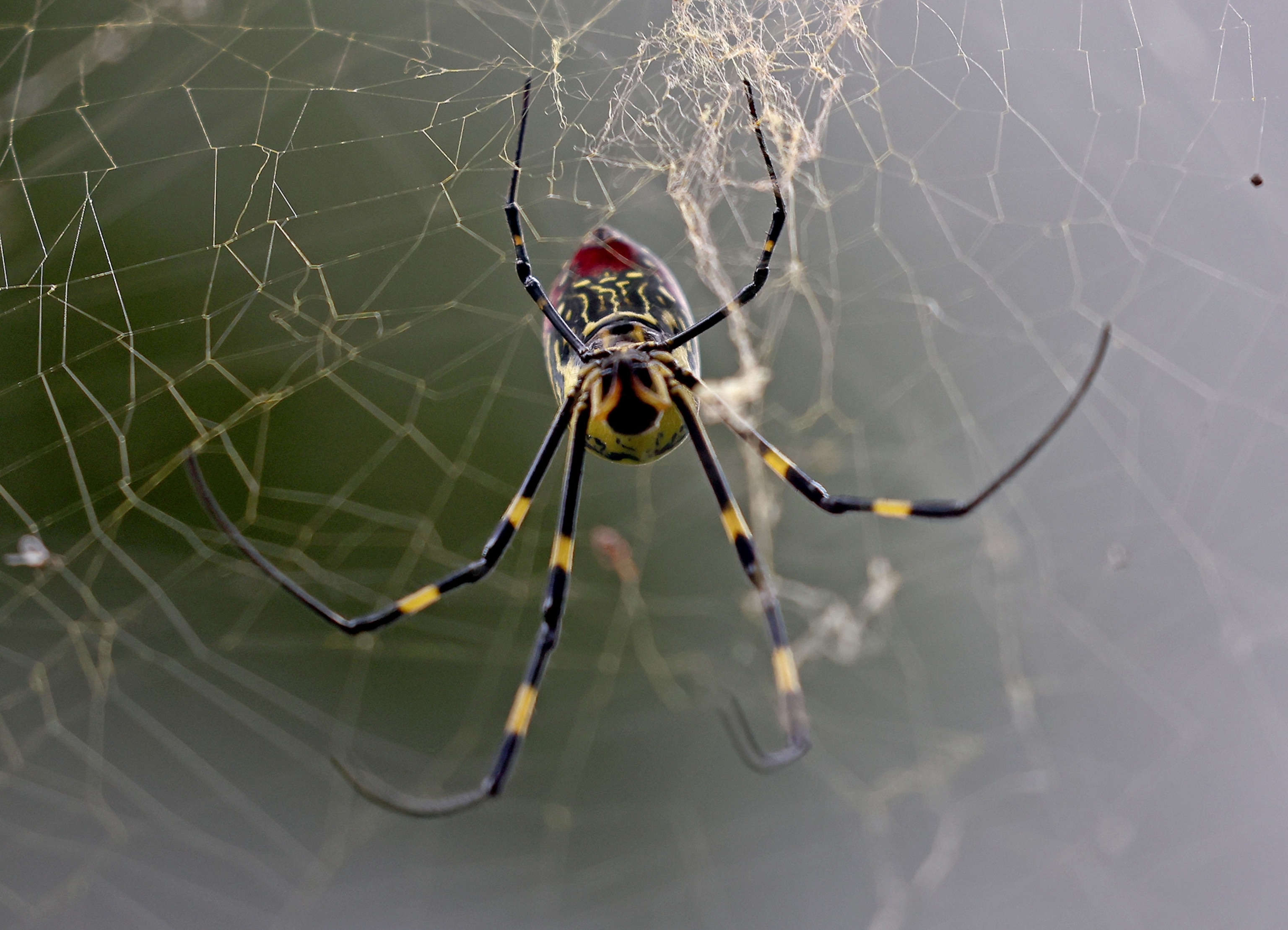 A spider with yellow red and black markings along it's body and yellow and black markings on it's legs hangs down facing the camera.