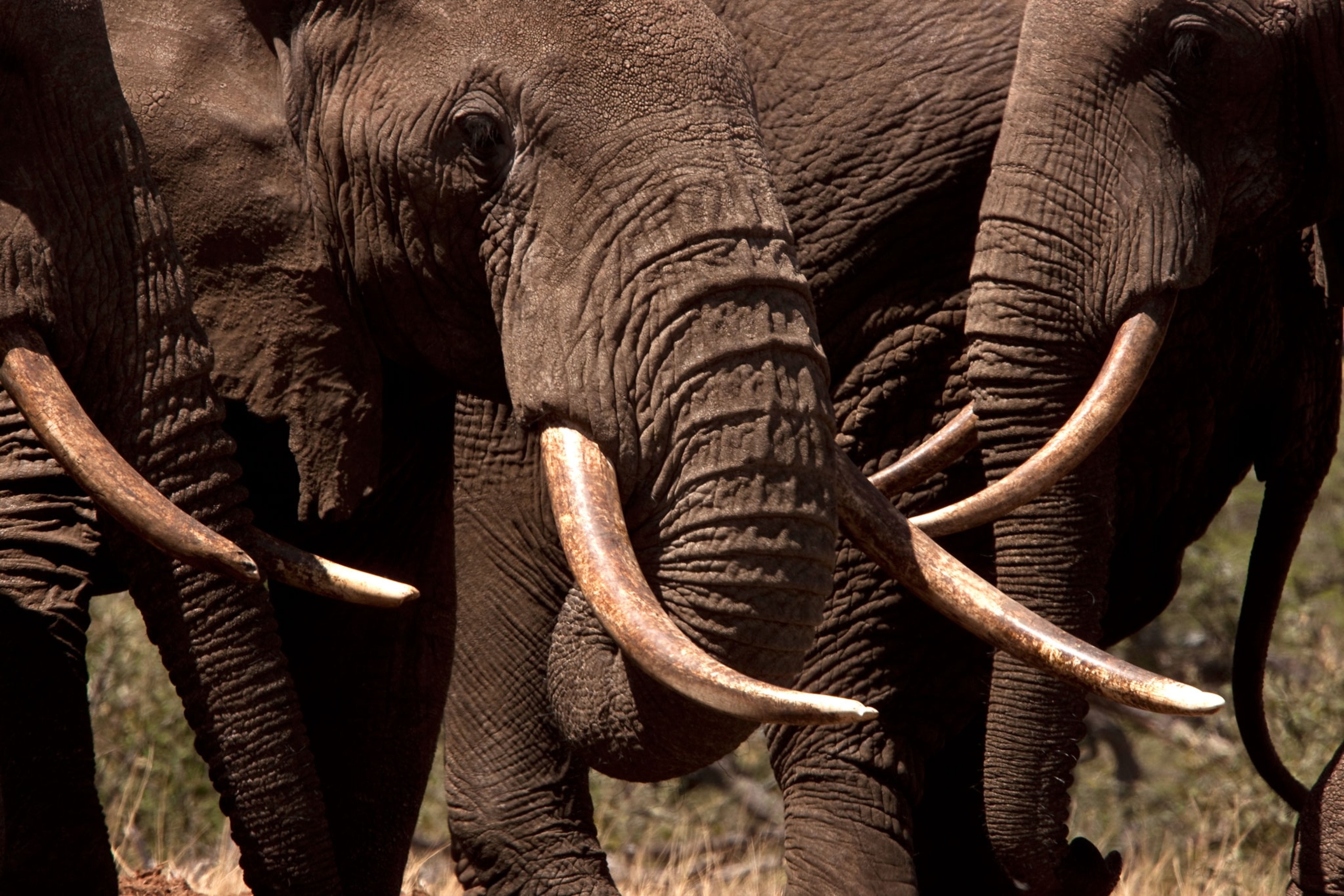 elephant tusks and trunks