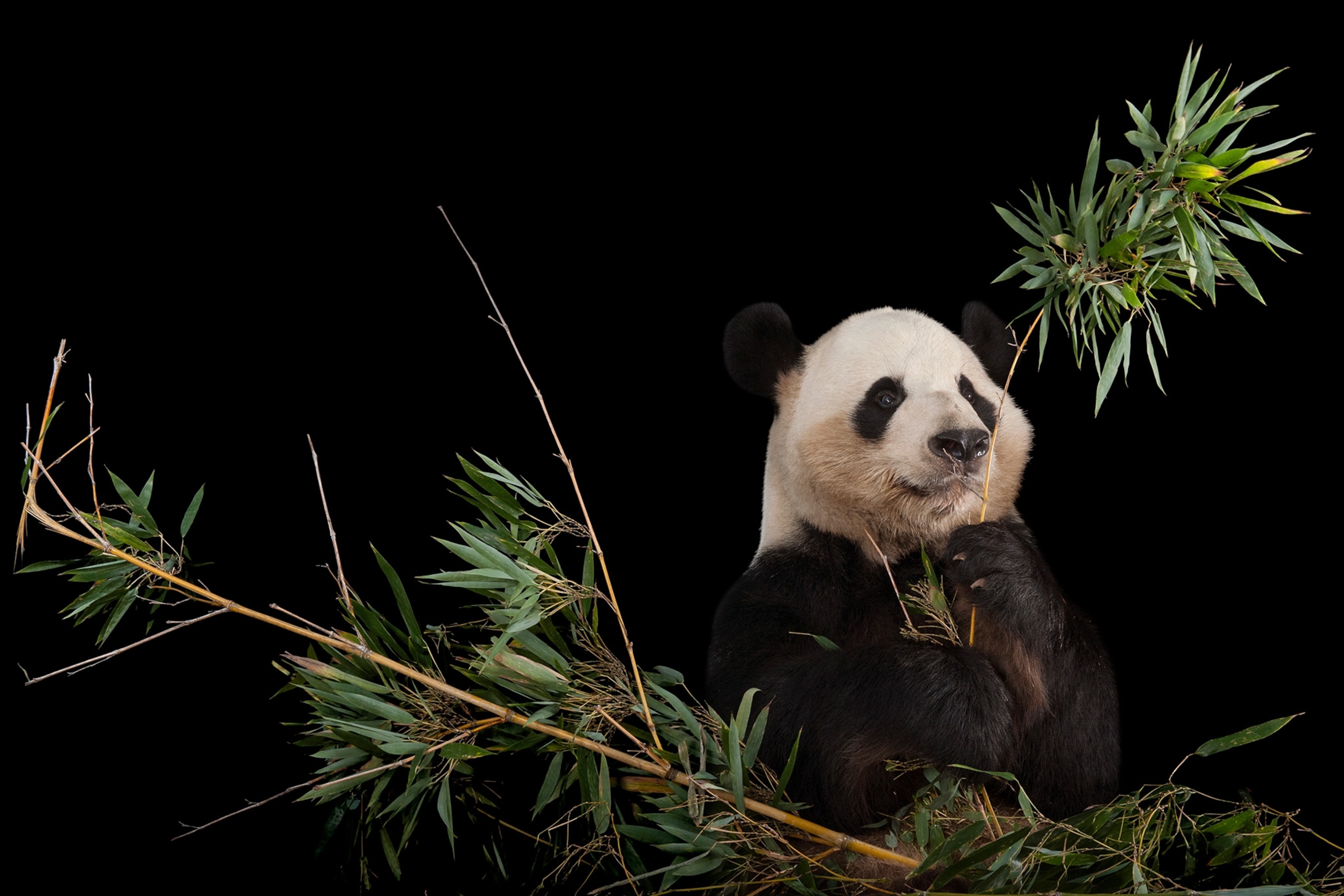 a giant panda