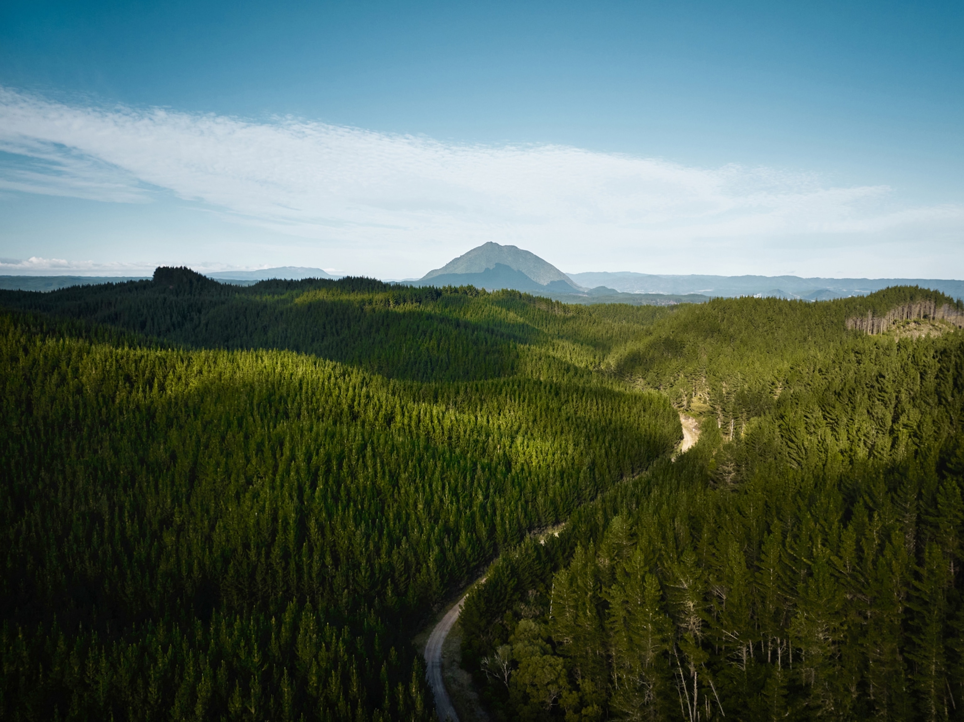 The Ōmataroa forest where eco tours take place, with Mount Putauaki, sacred mountain of the local Ngāti Awa tribe in the background.