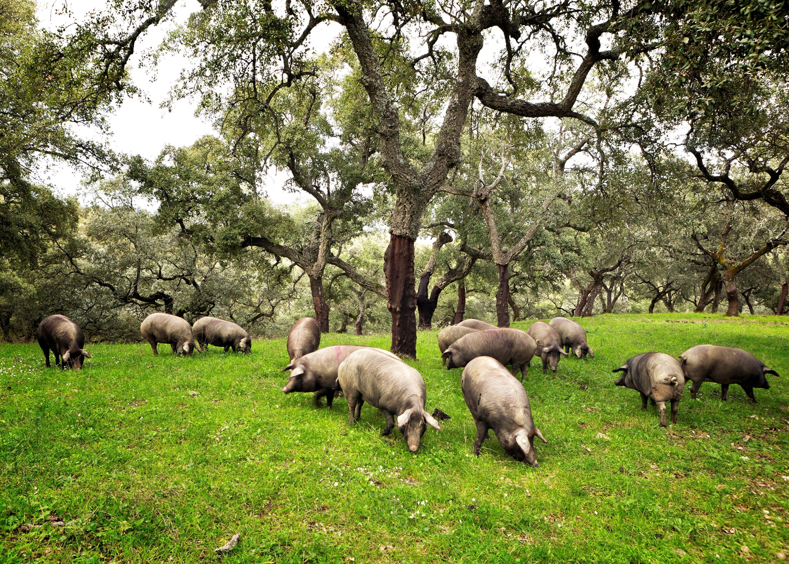 Iberian pigs forage in the woods.