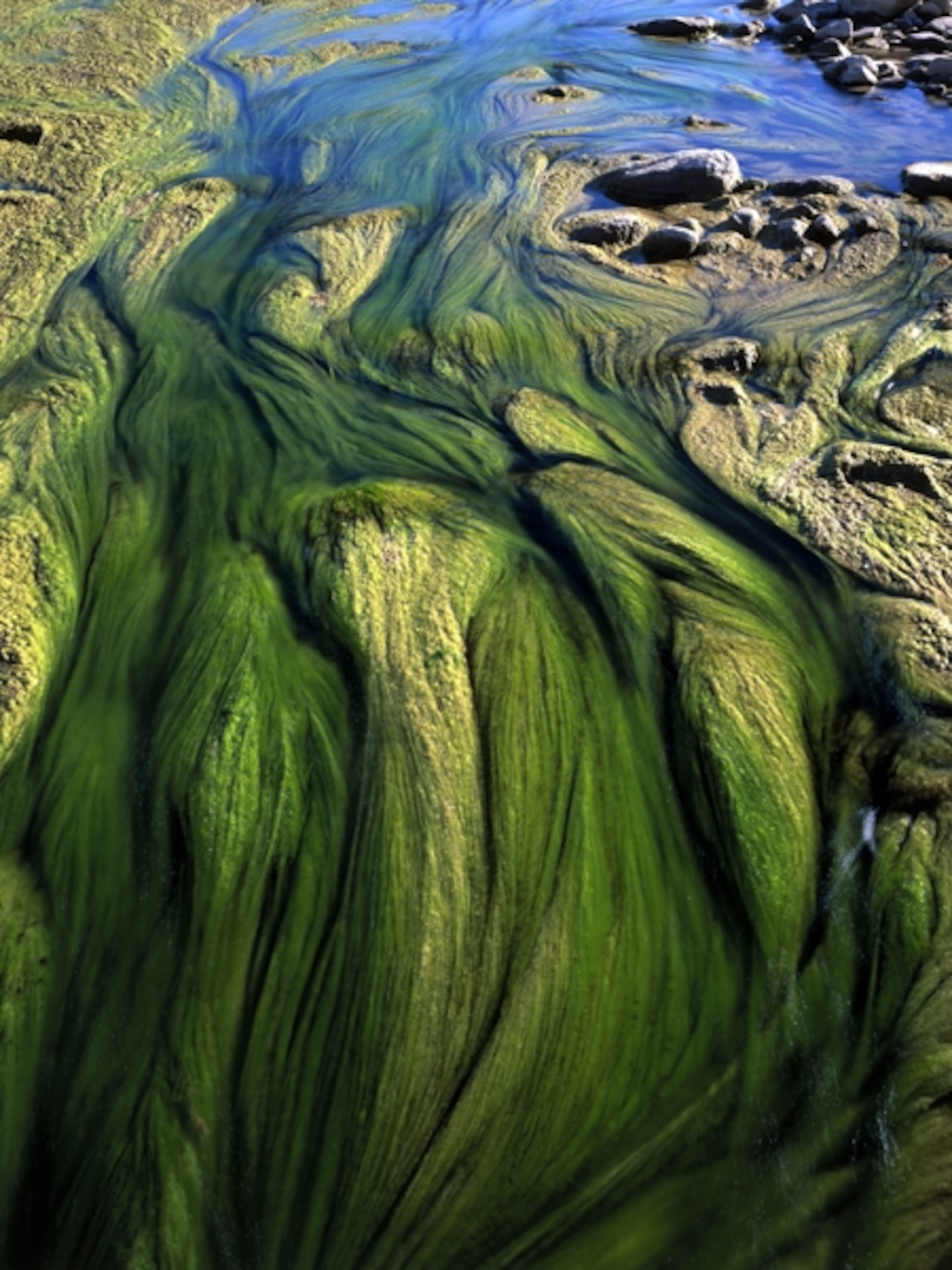 algae in the Rio Grande and Arroyo San Carlos