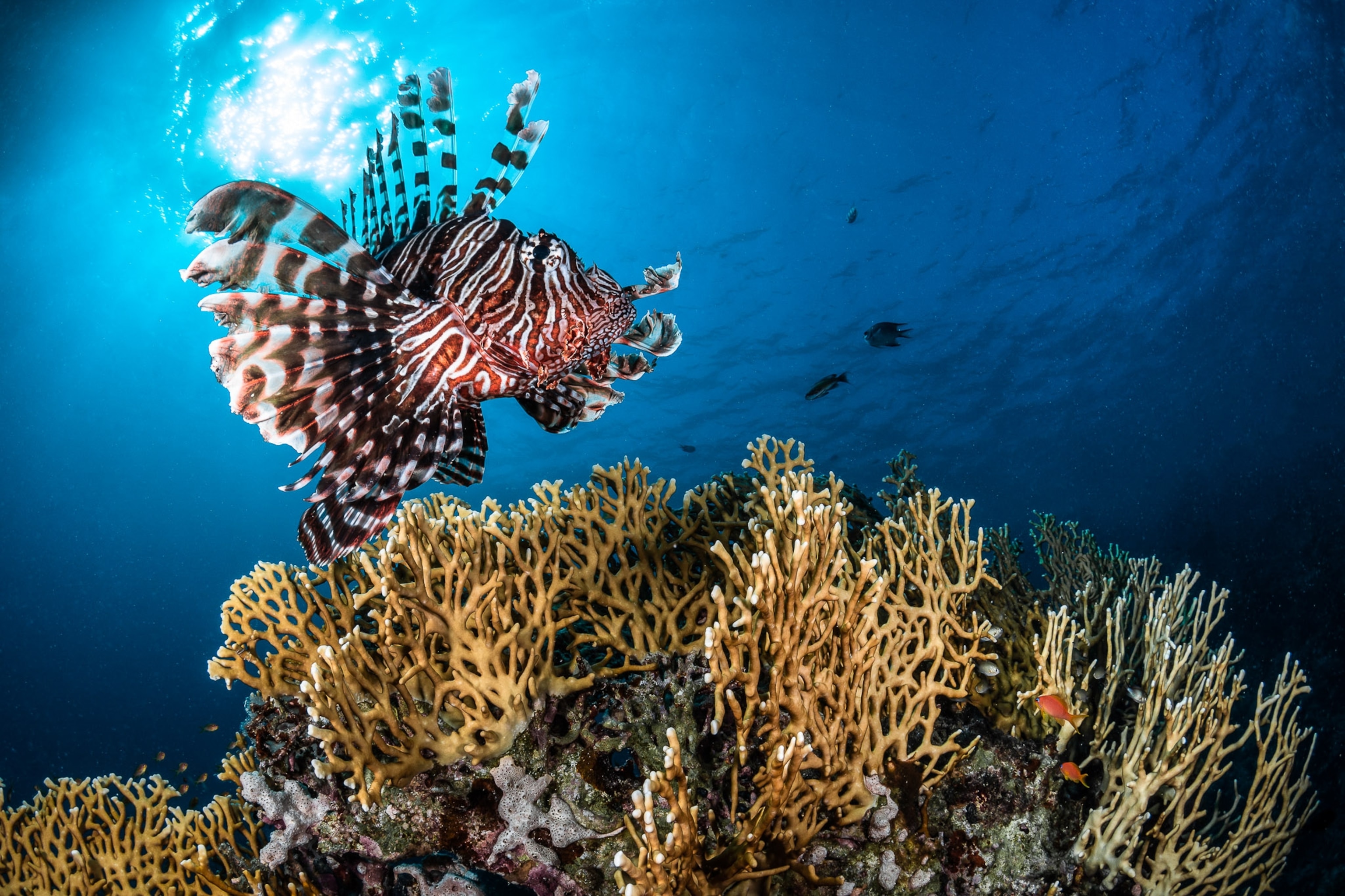 A striped fish in the deep sea