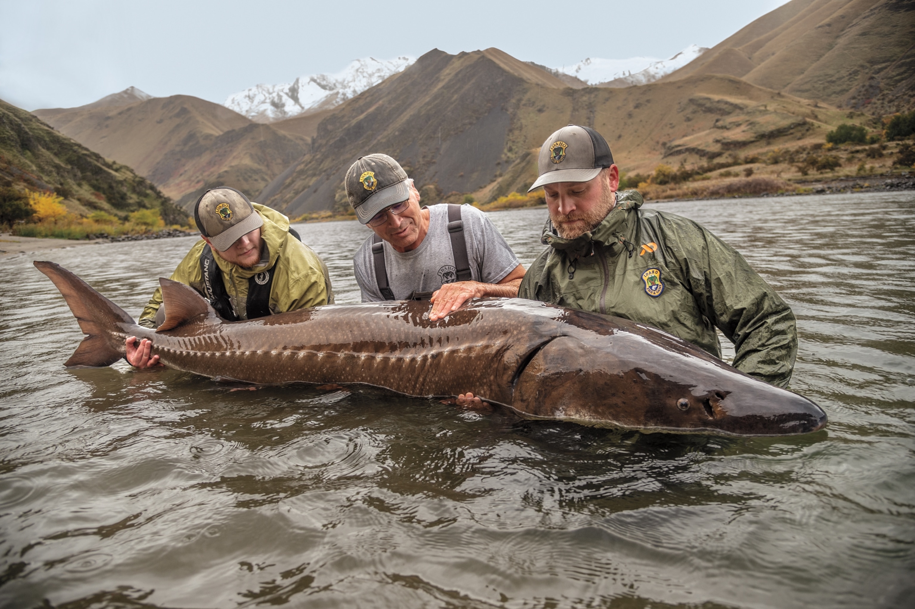 three men stand in chest-deep water holding a large sturgeon