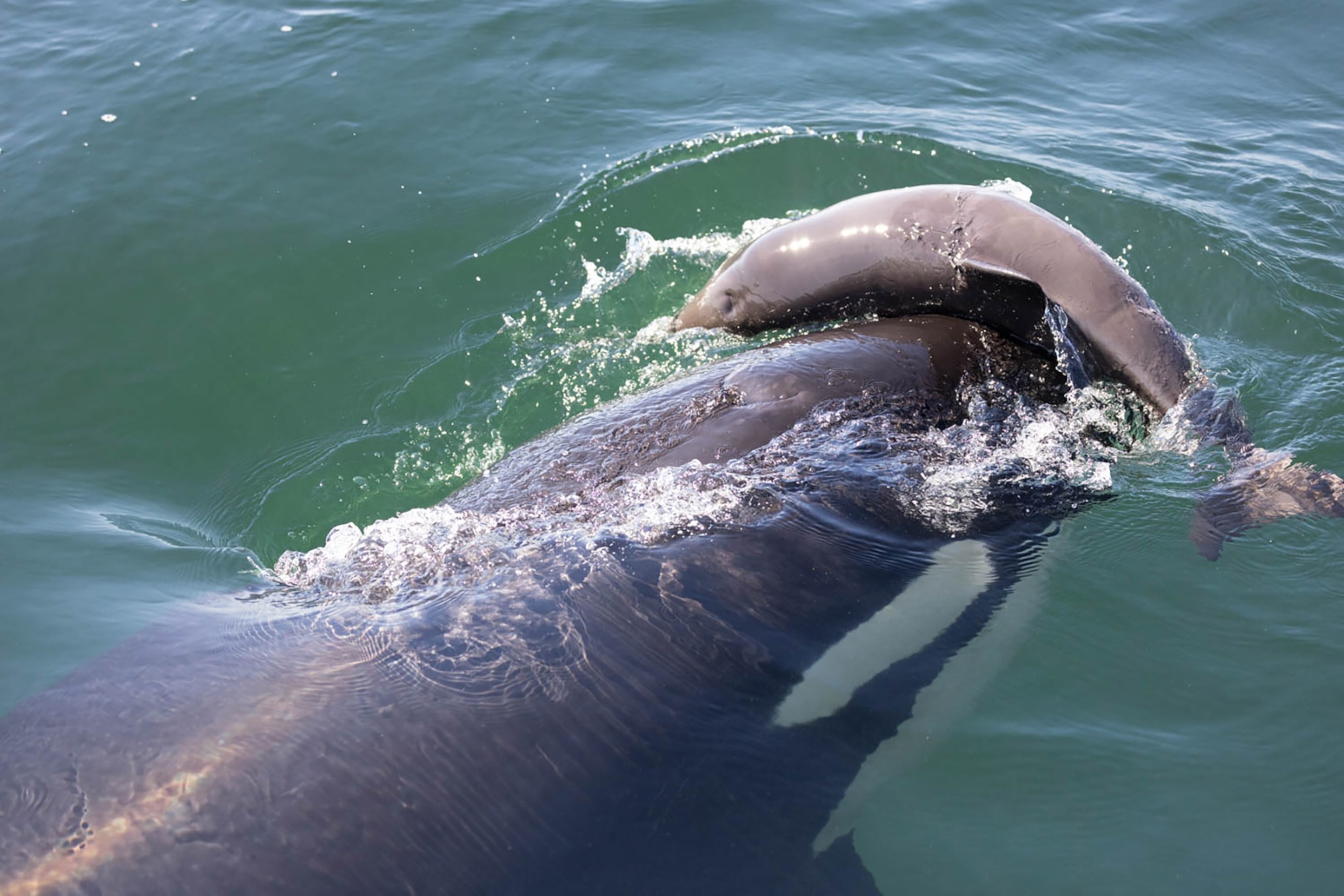 An Orca pushes a porpoises body with its nose.