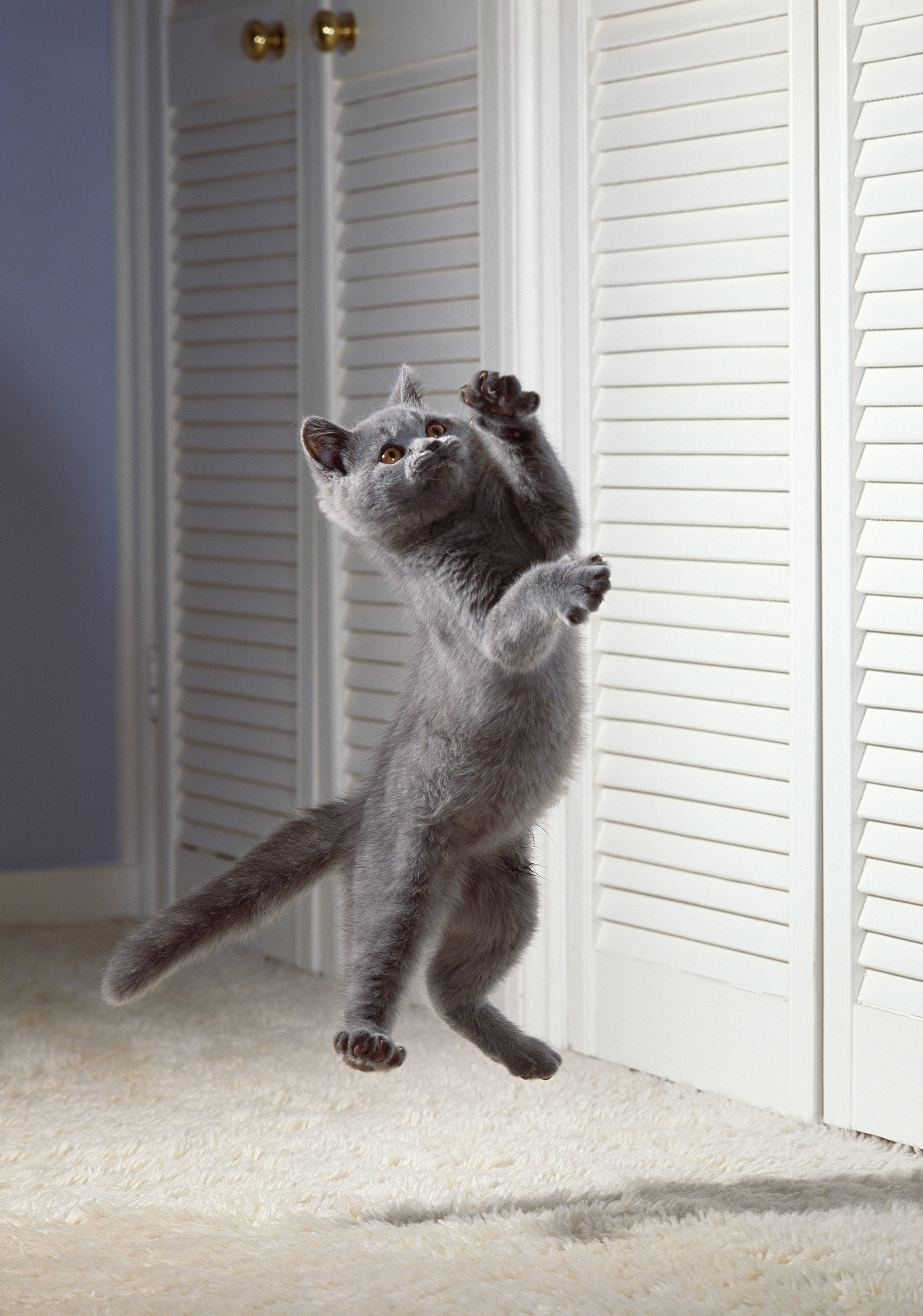 cat jumping