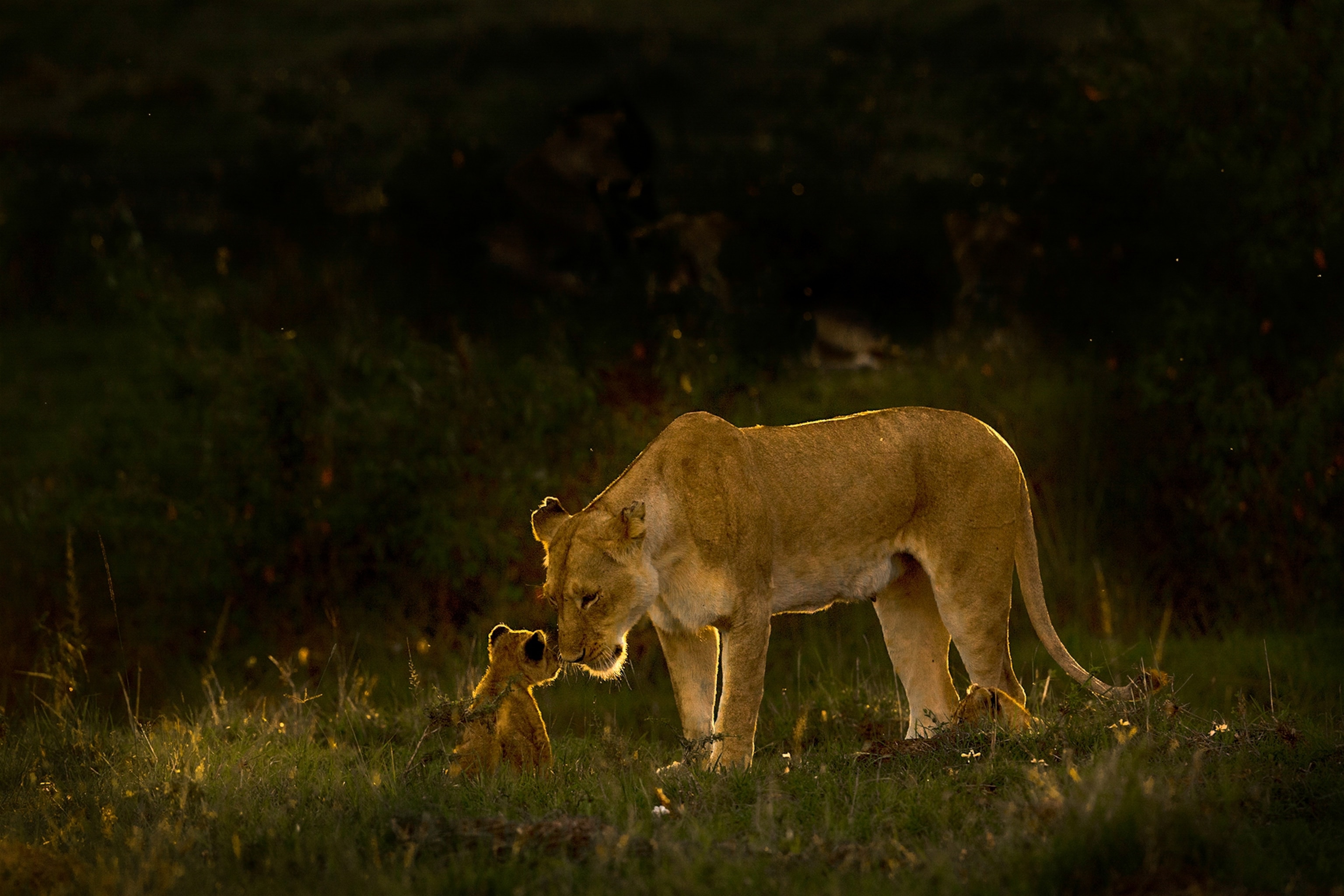 lion