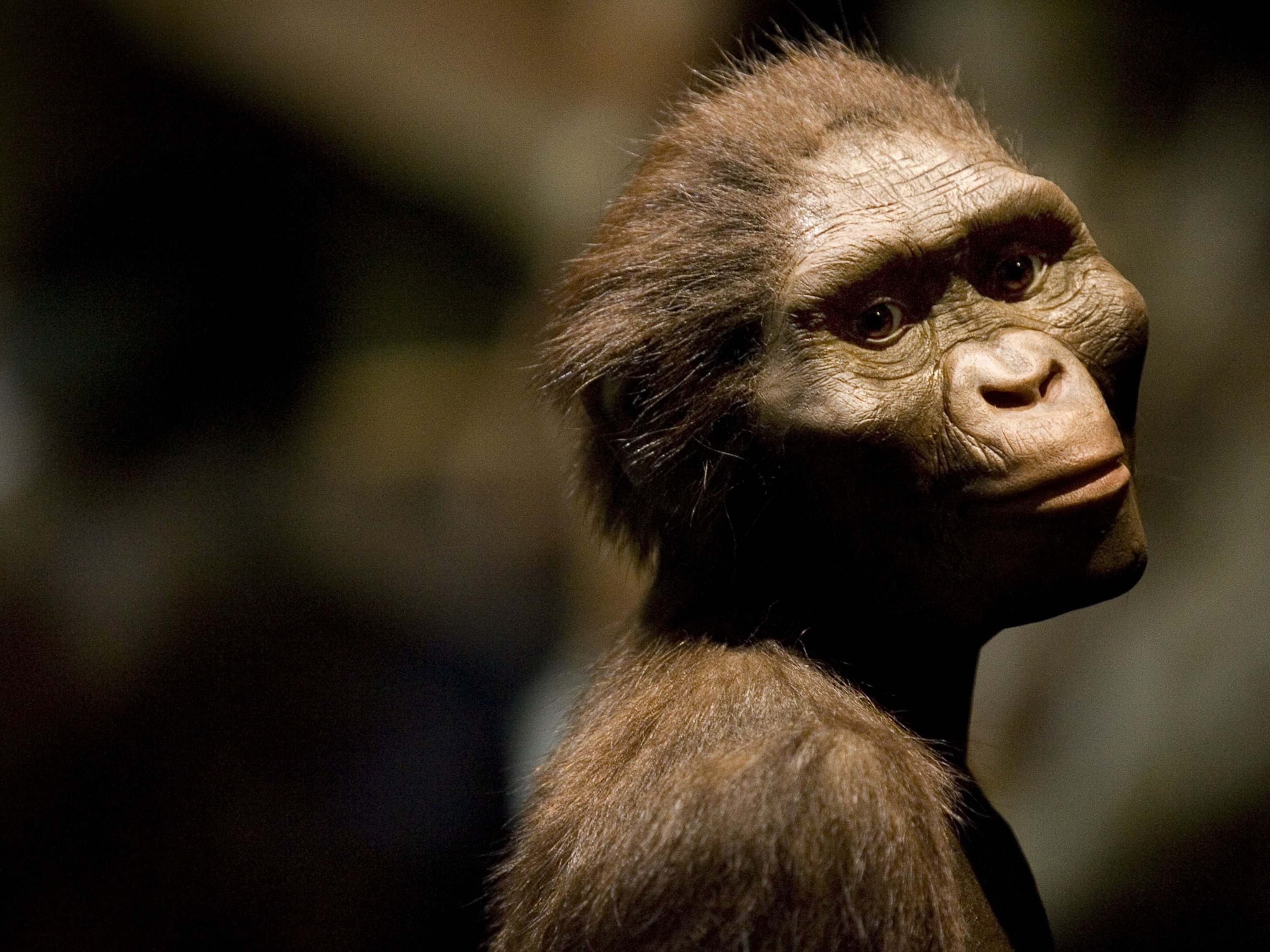 A sculpture of A. afarensis.