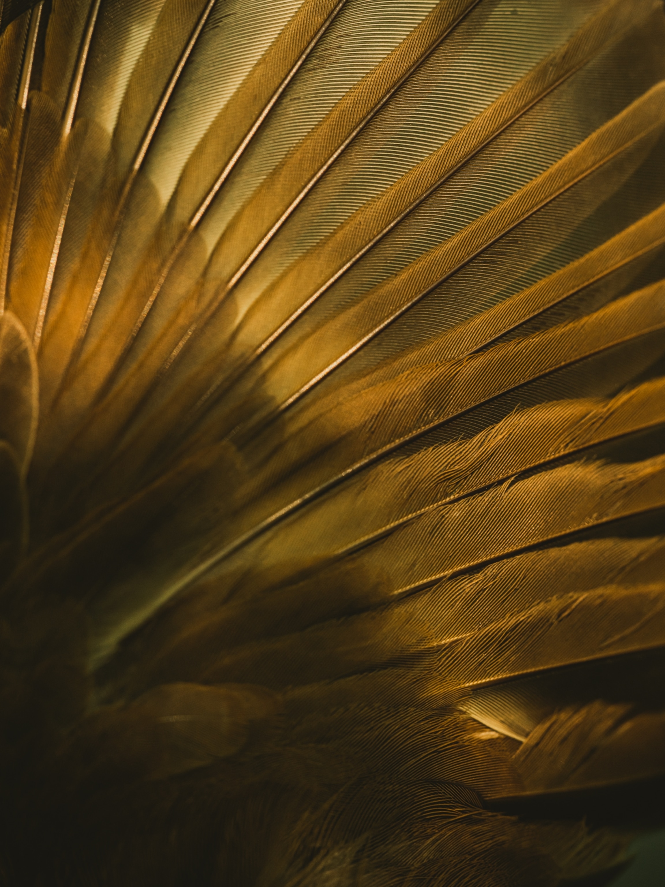 a close-up detail of a veery wing in the golden sunlight