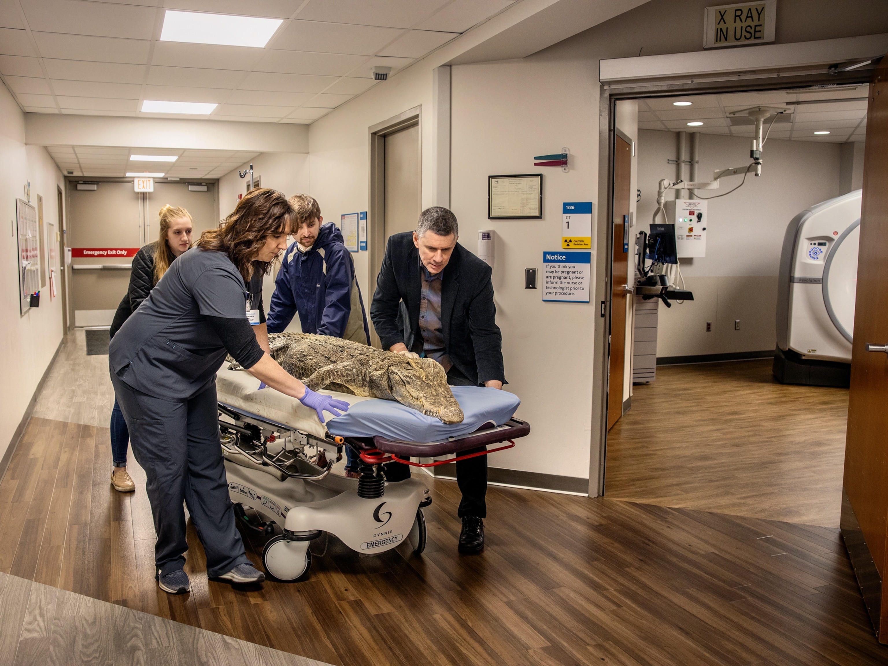 people wheeling a crocodile spcimen to a ct scan room