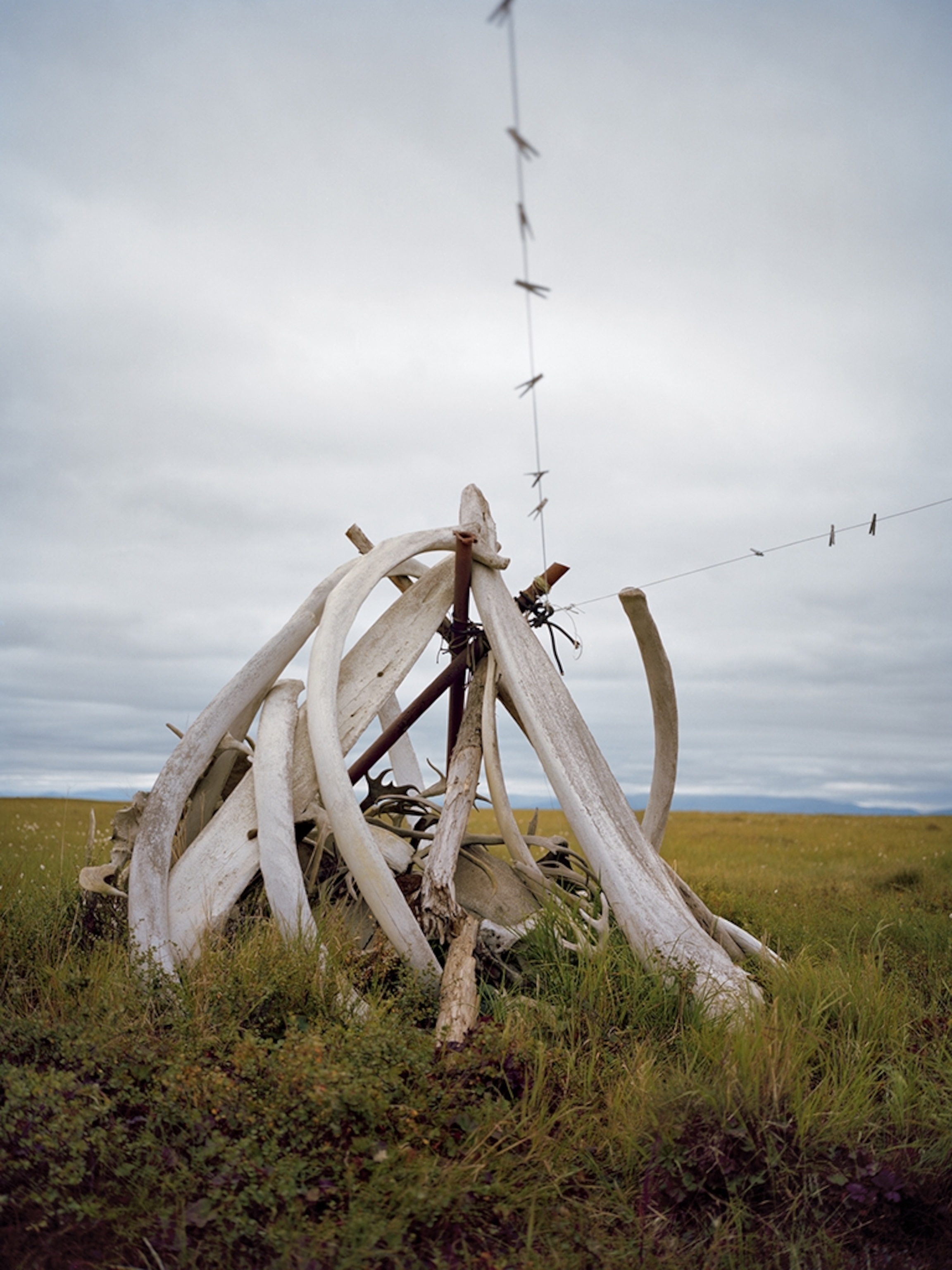 whale bones