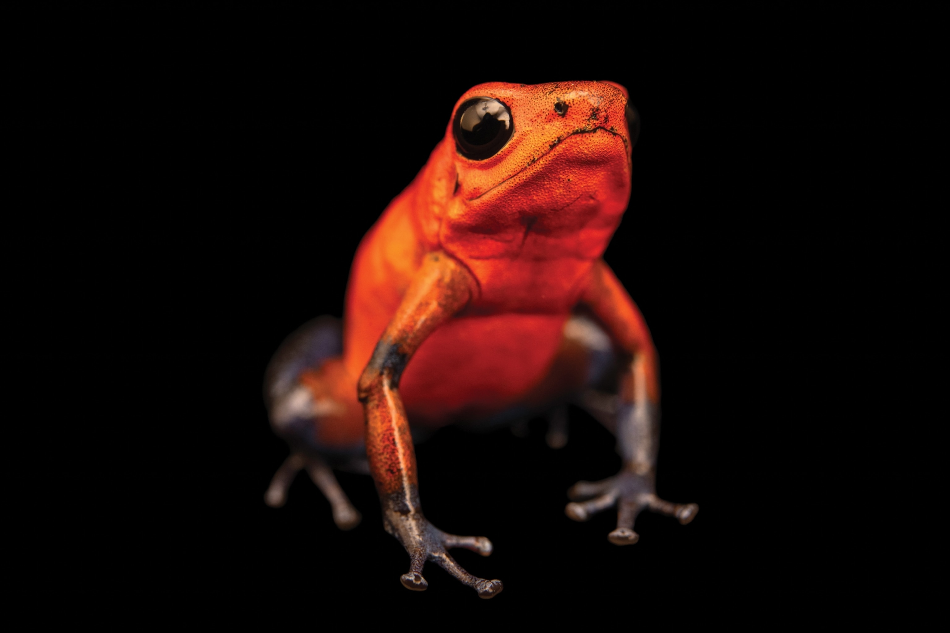 a close up of a strawberry poison dart frog against a black background