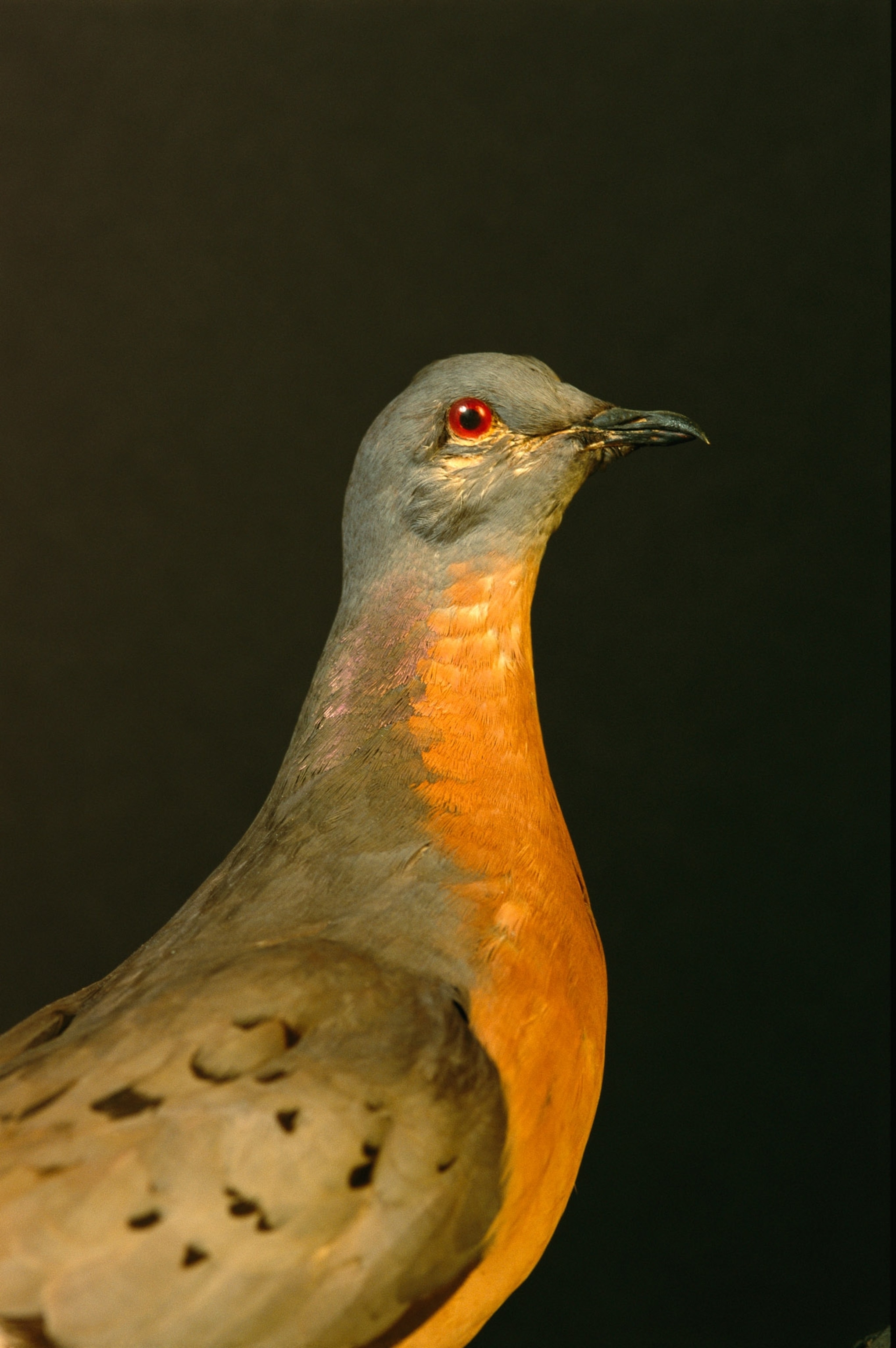 Hues of orange and grey black feathers, stuffed and mounted passenger pigeon.