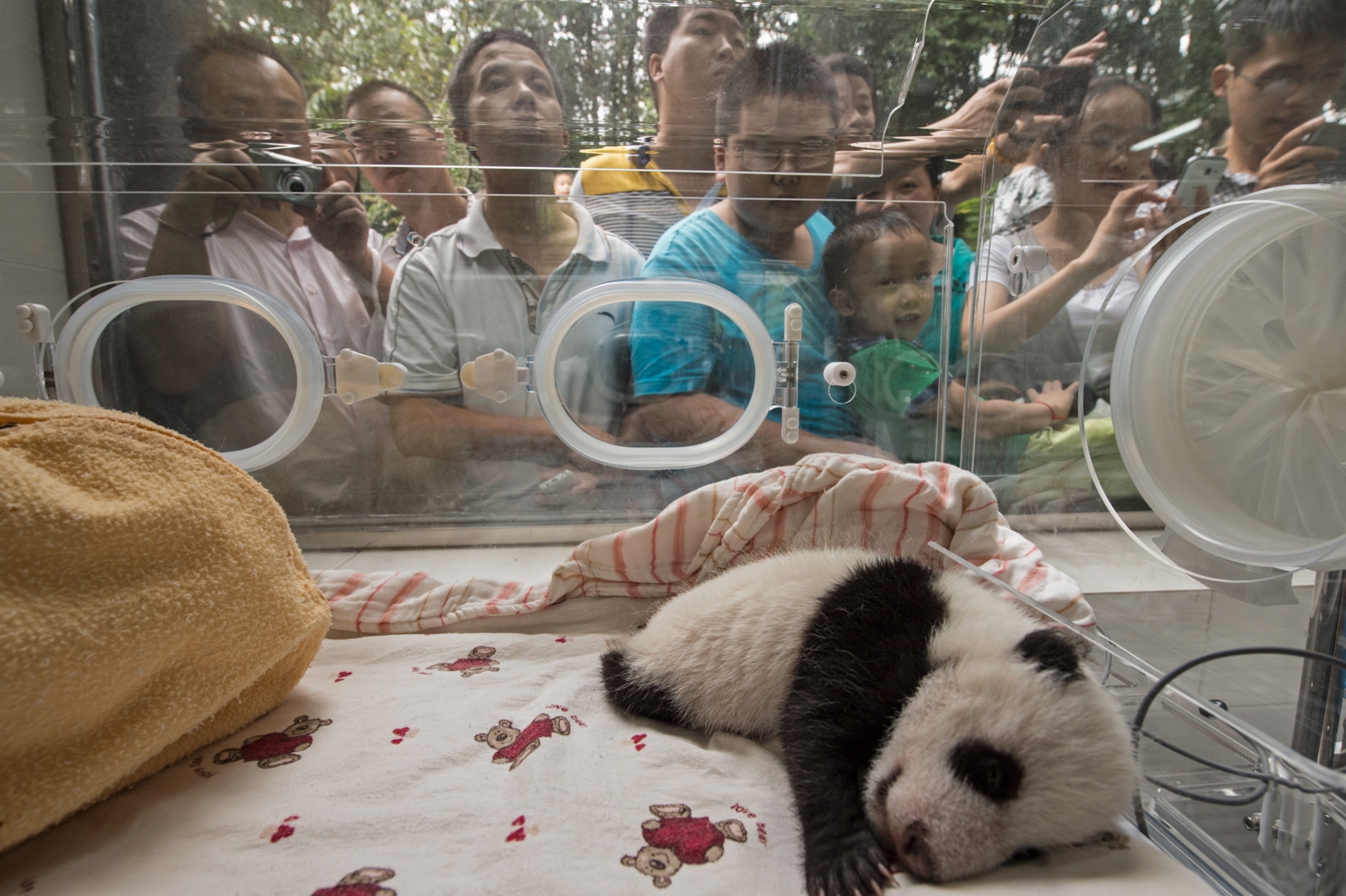 A baby panda sleeps at a zoo