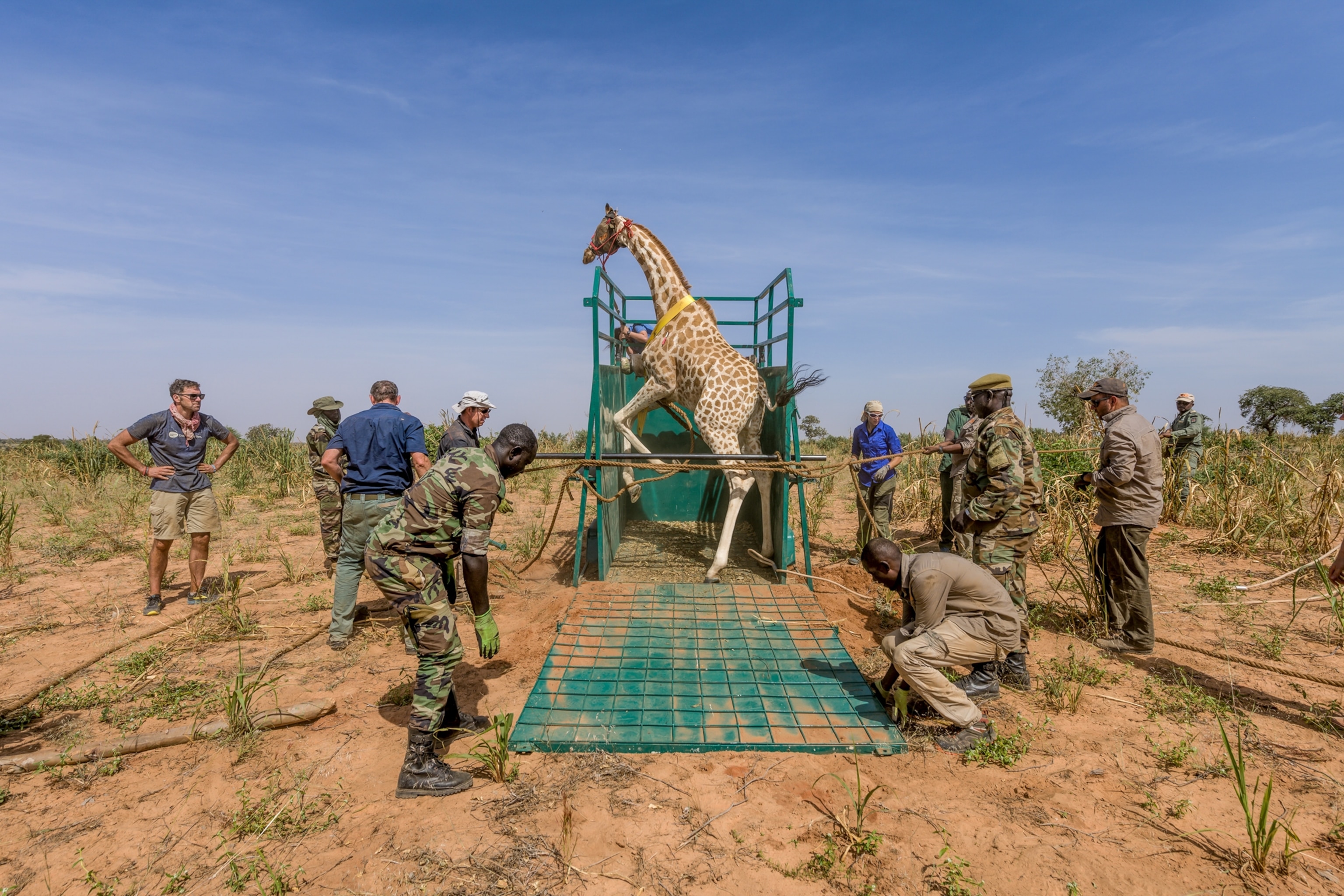workers loading a giraffe into a trailer to relocate