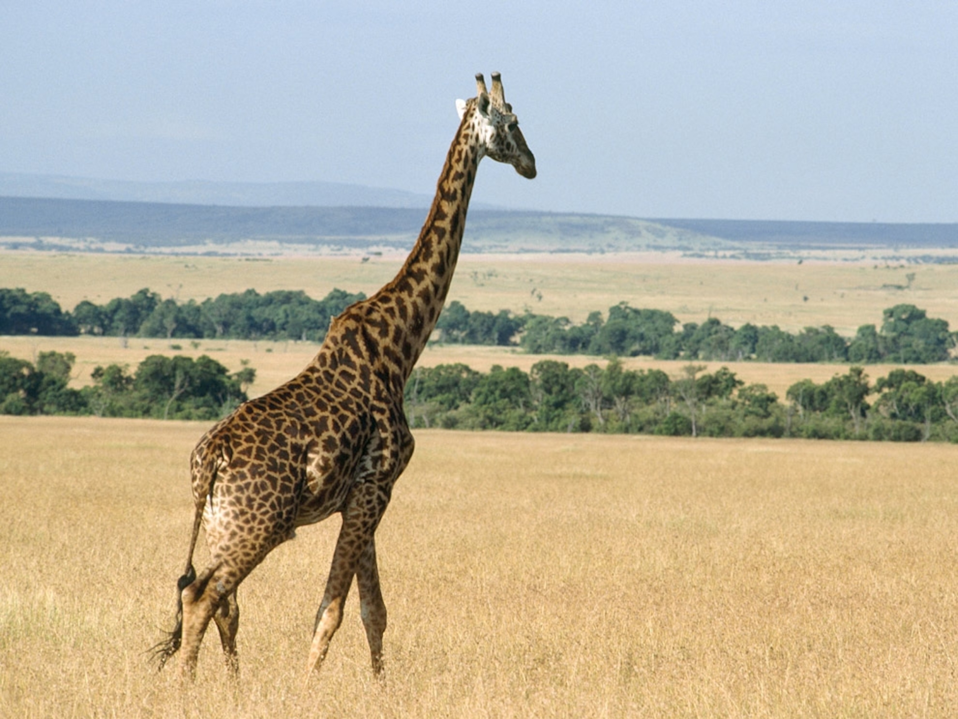 a giraffe on Kenyan savanna with hills in distance