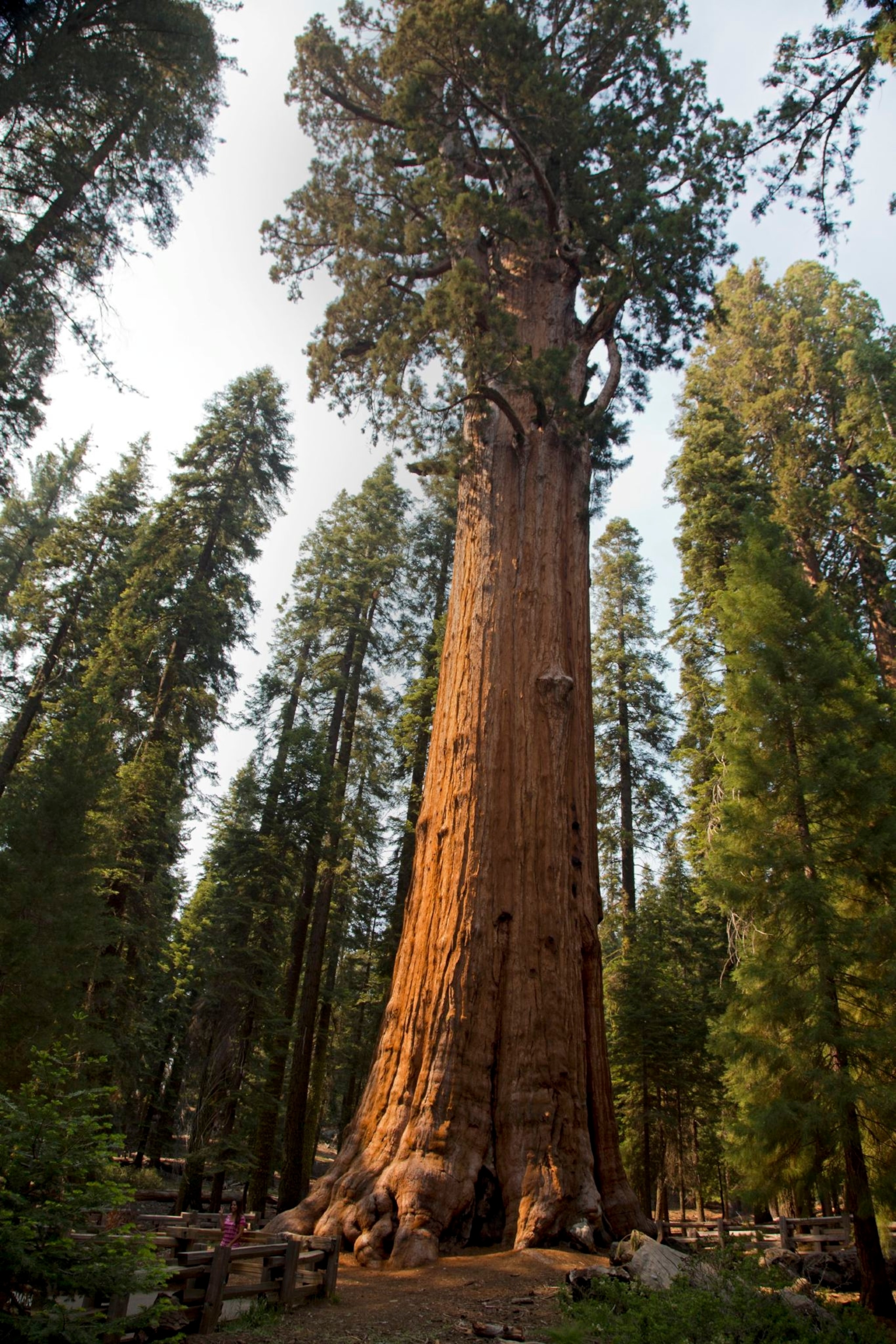 A giant sequoia tree dwarfs the surrounding trees of the Sequoia National Park forrest