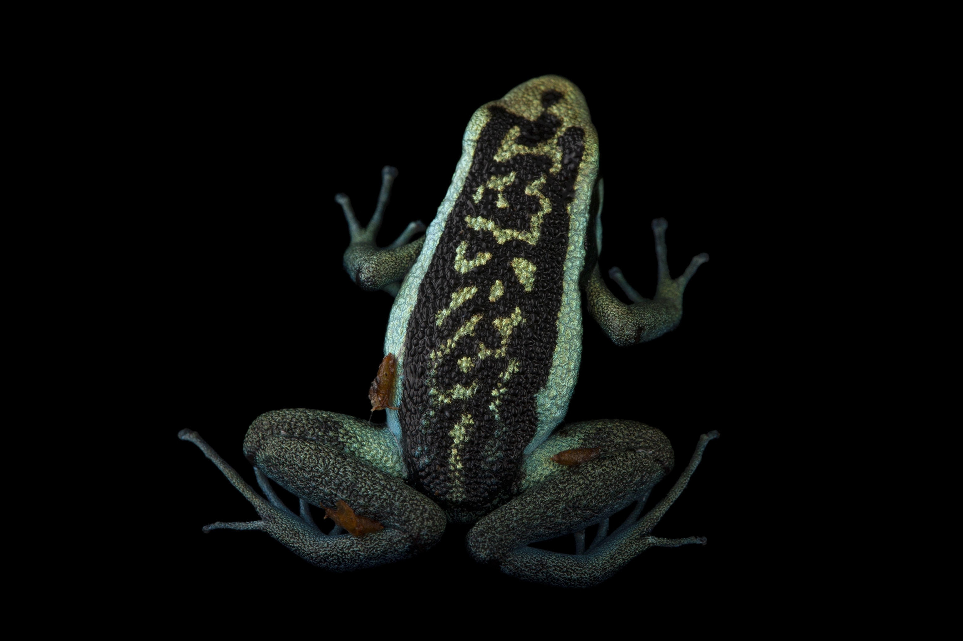 a pleasing poison frog
