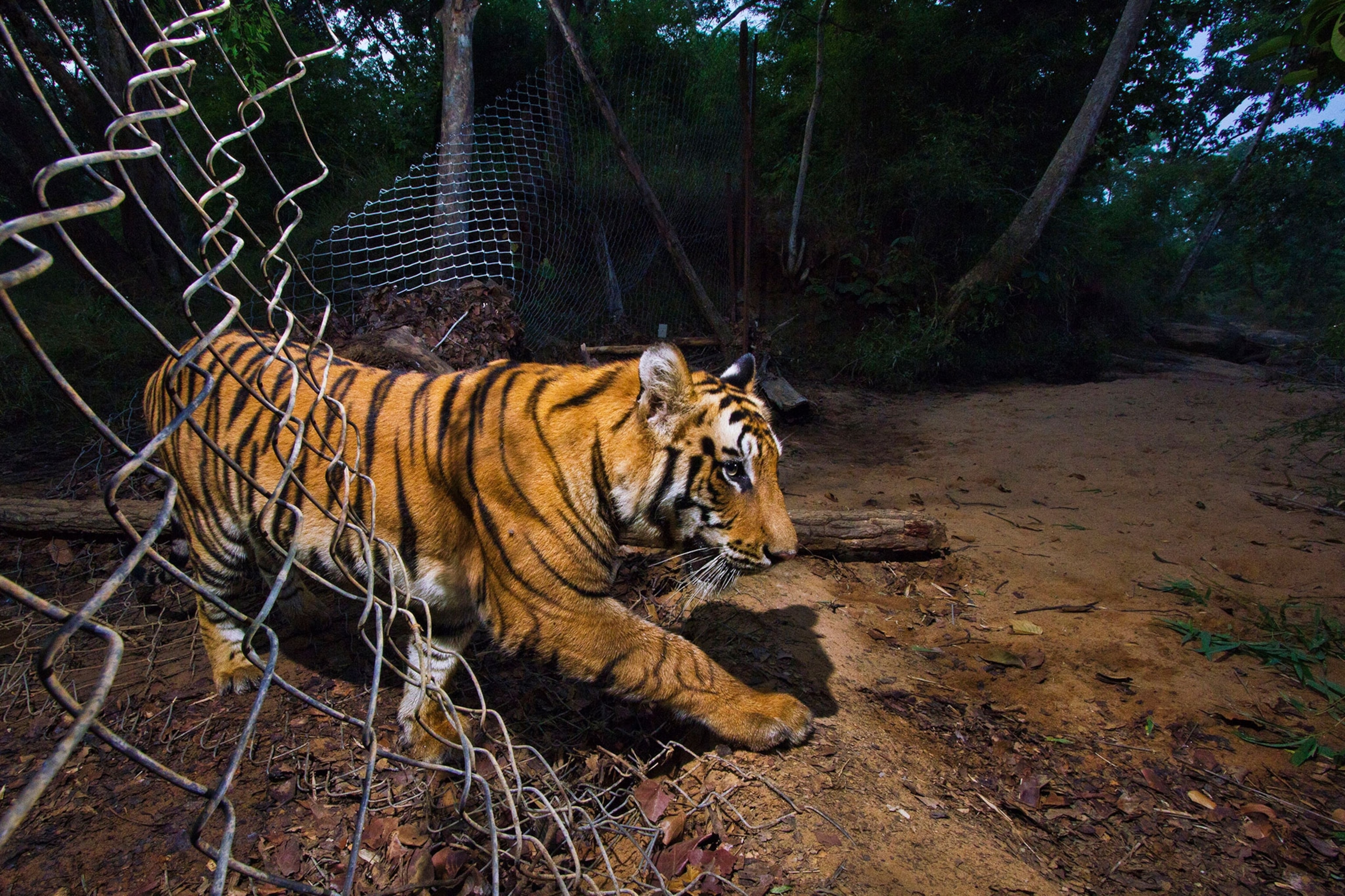 a tiger