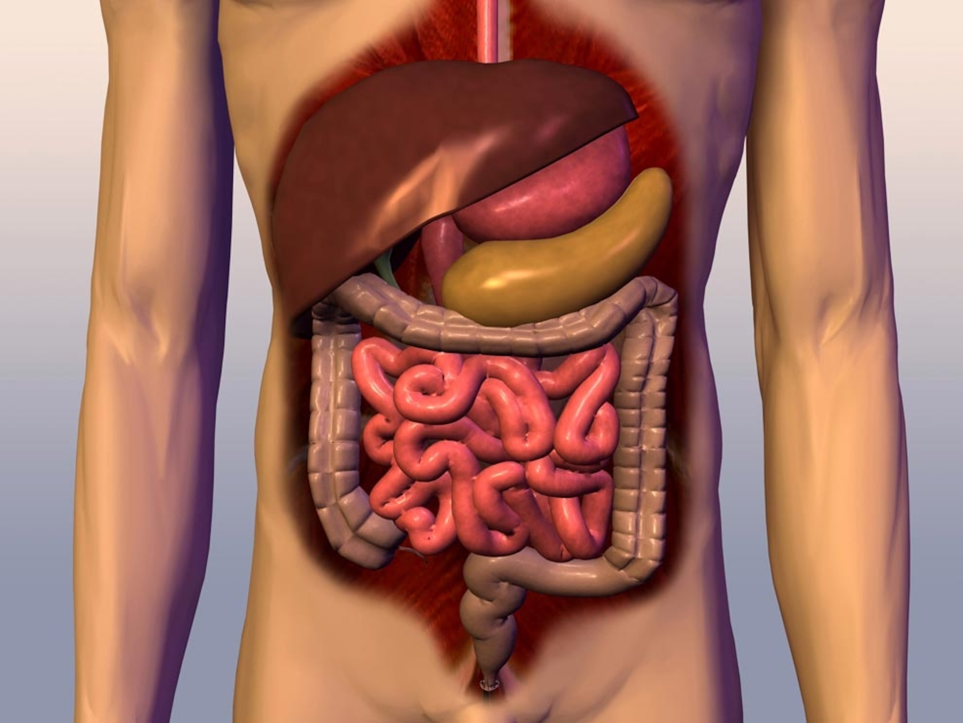 Illustration: Digestive system