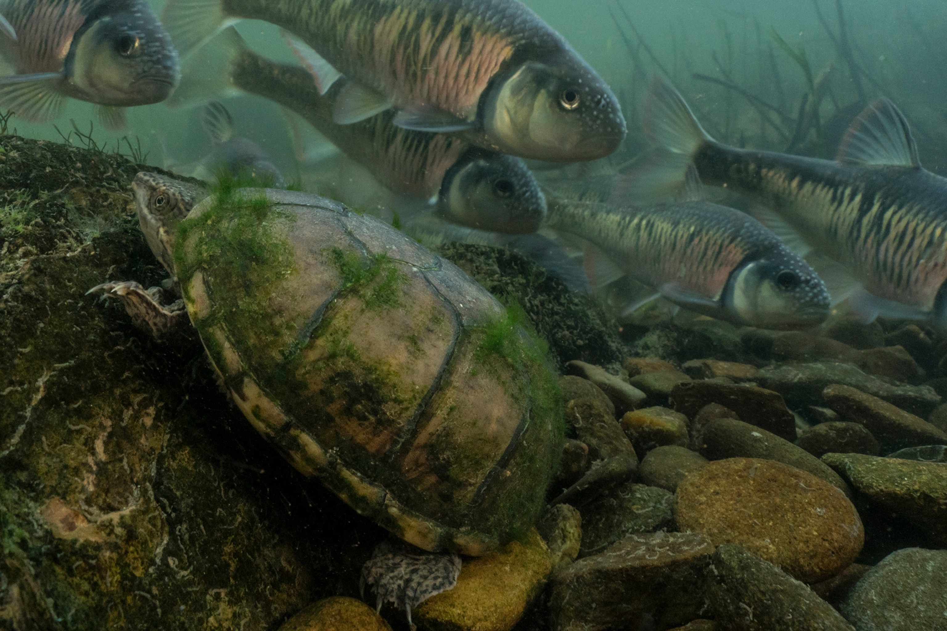 a musk turtle