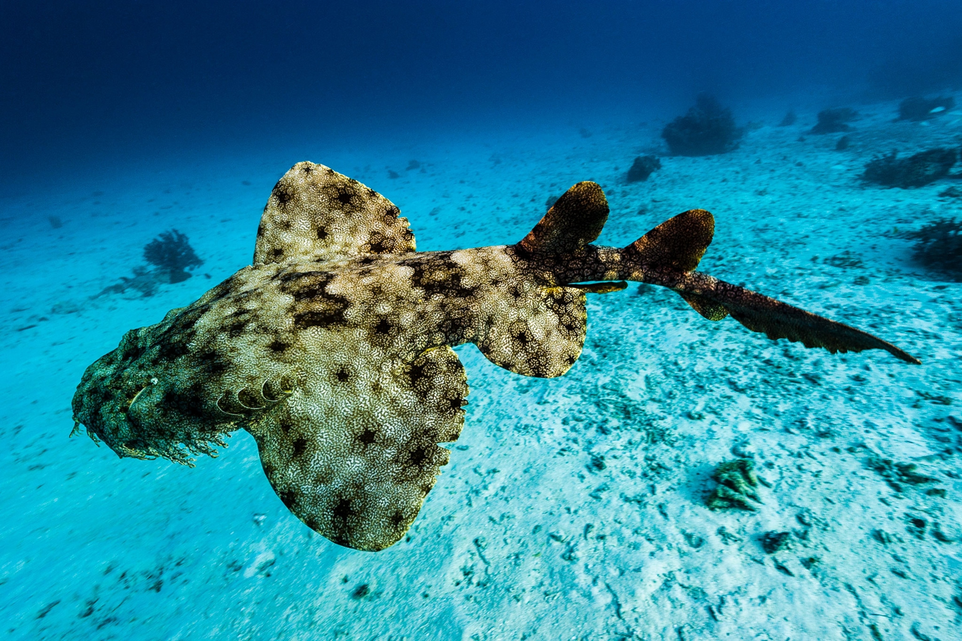 a tasseled wobbegong shark