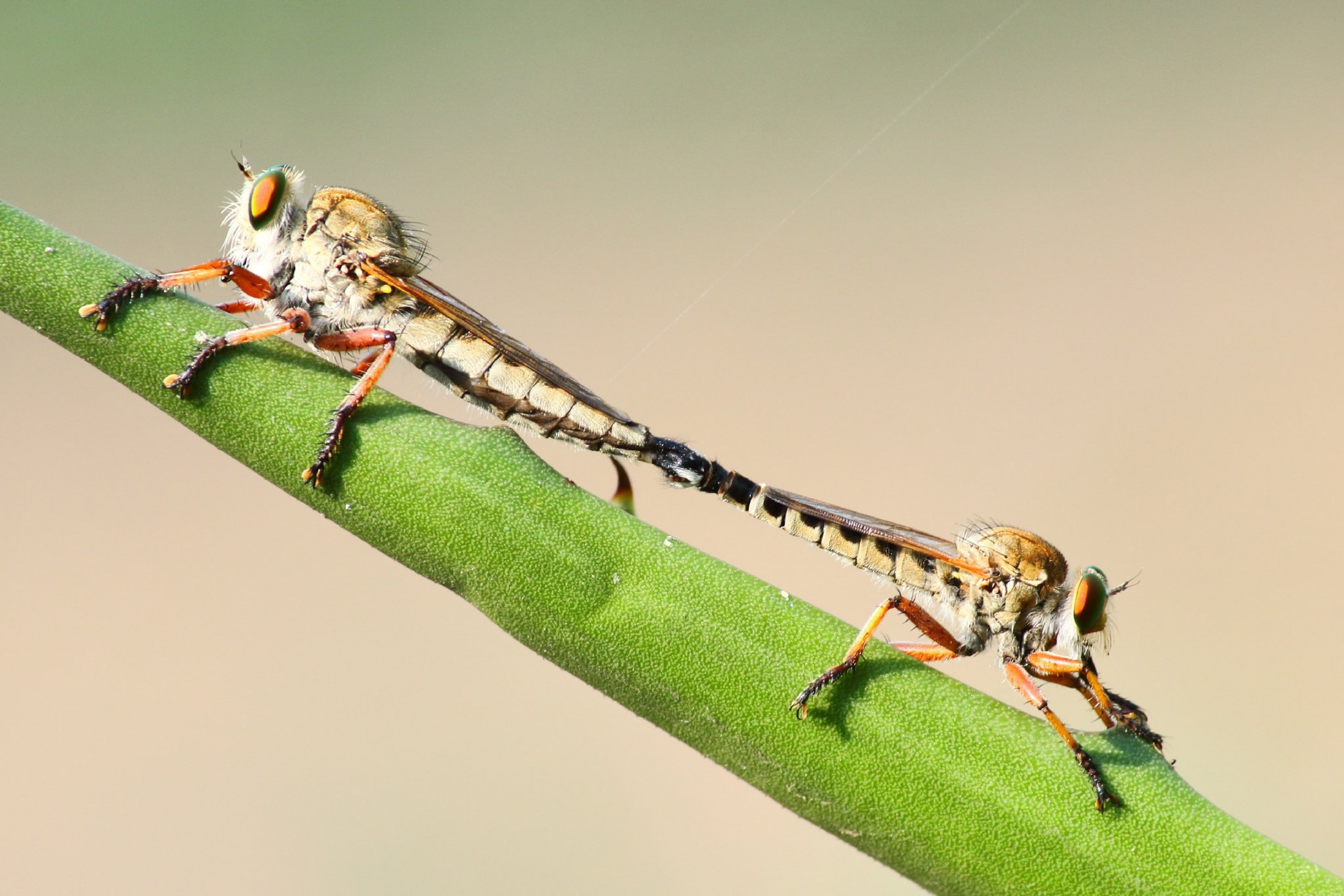 robberflies