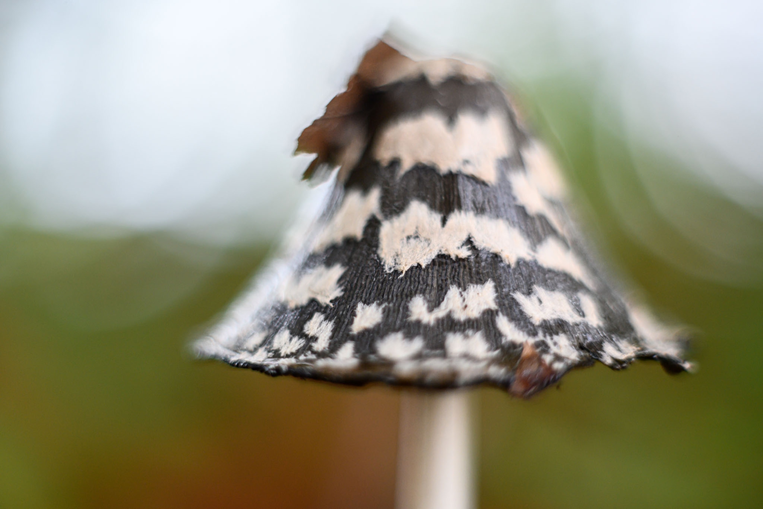 gray with lighter spots mushroom's cap