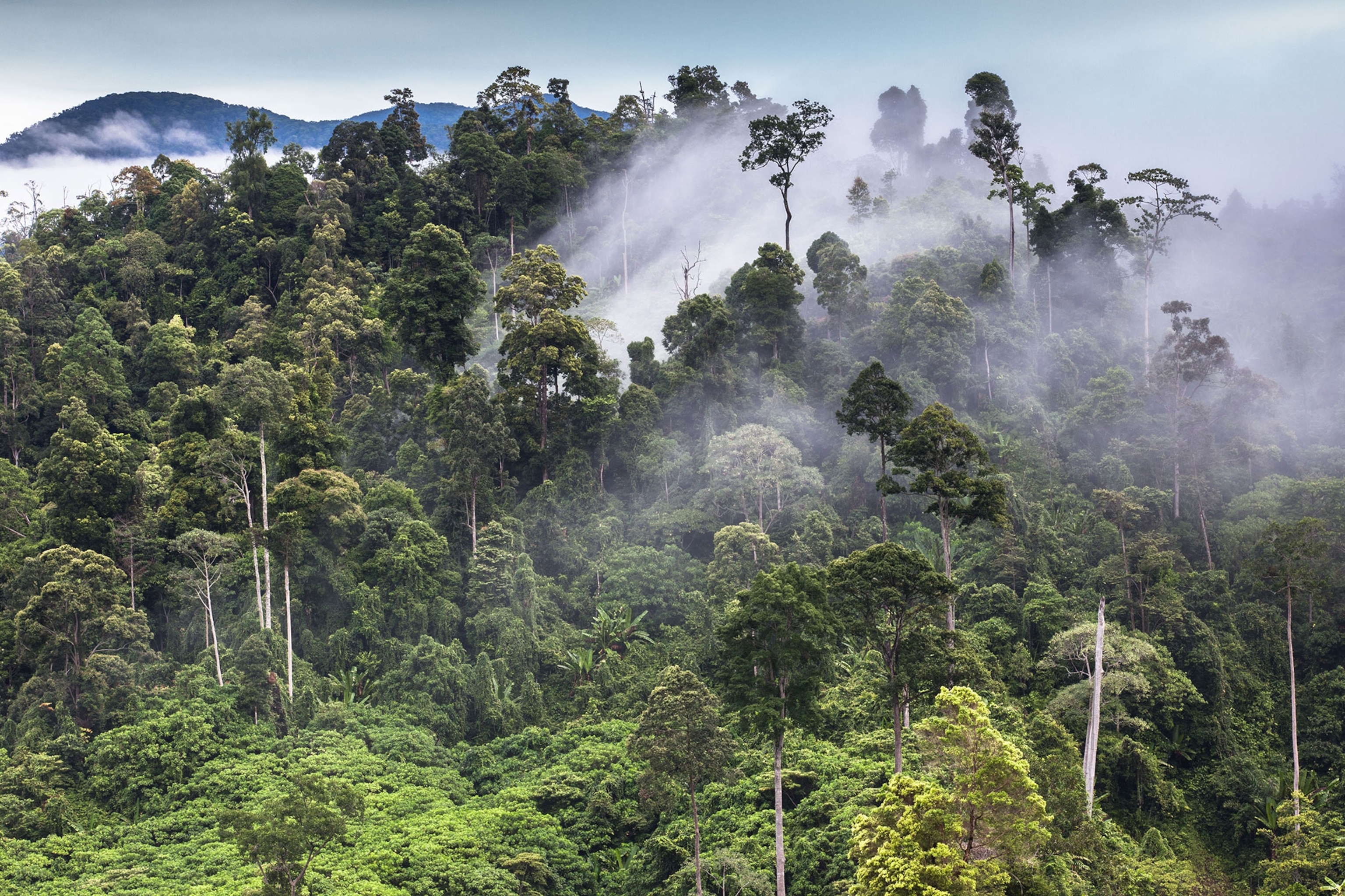 Sumatra Rainforest