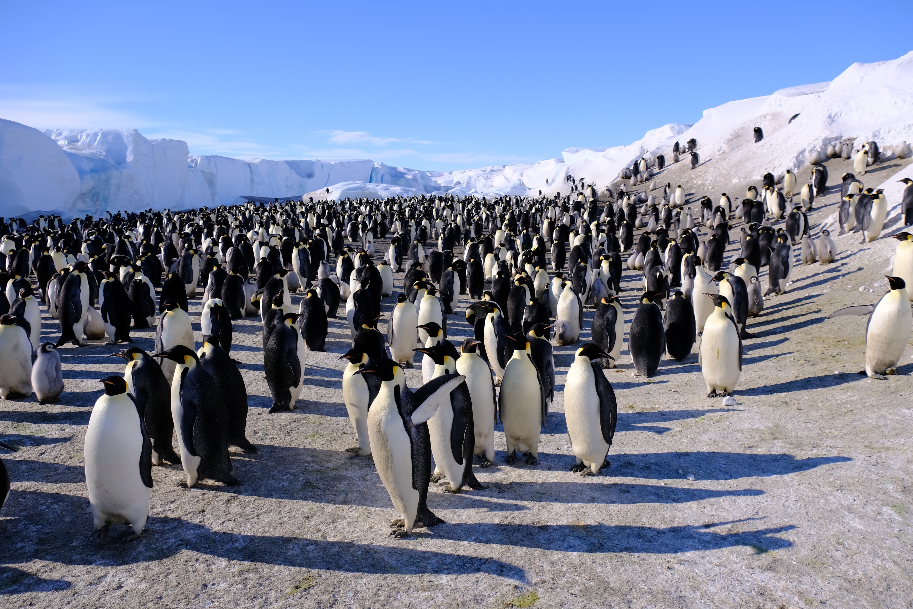 Emperor penguins at the colony good shot