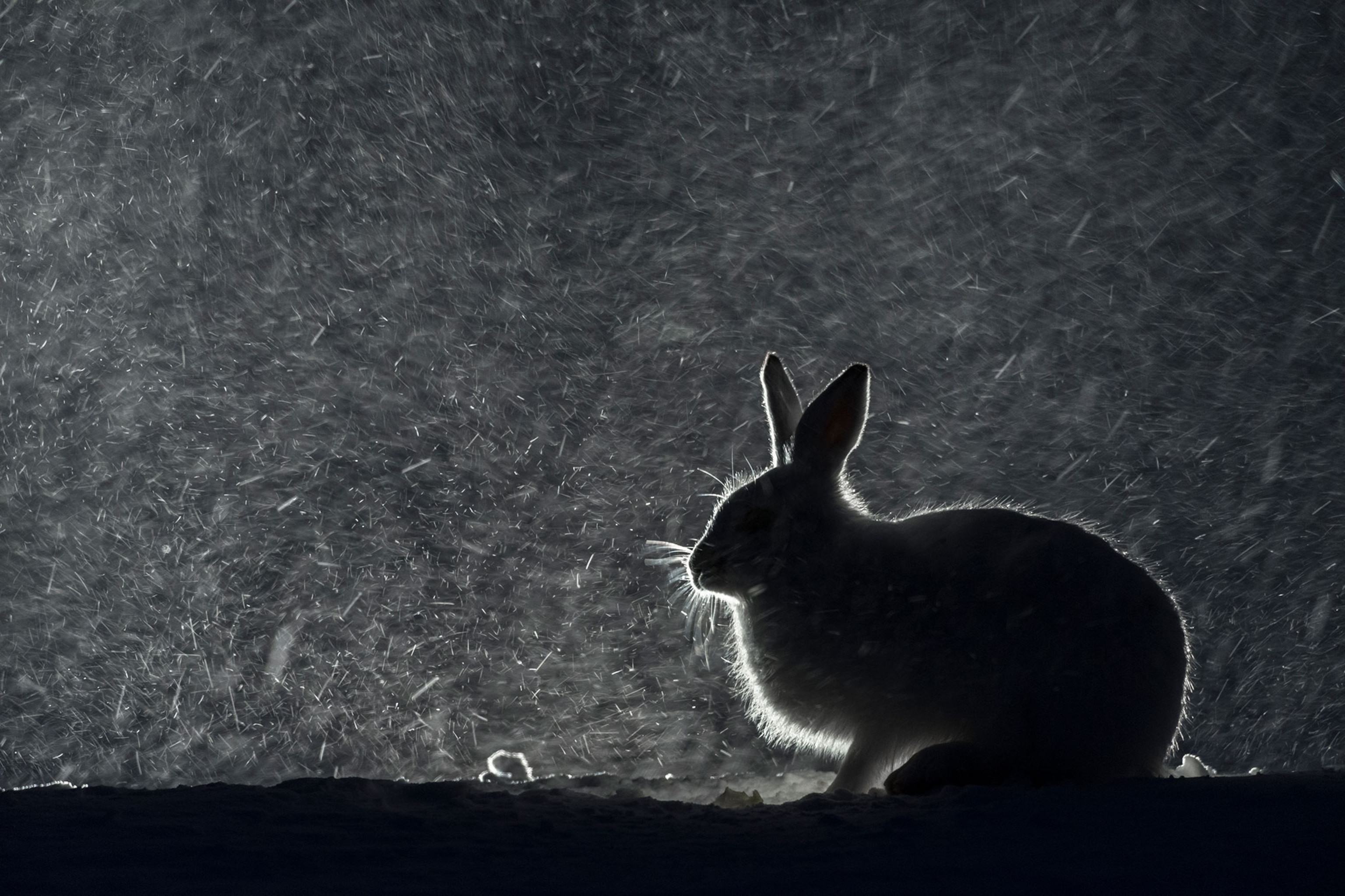 a mountain hare, Lepus timidus, in snow at night in Norway