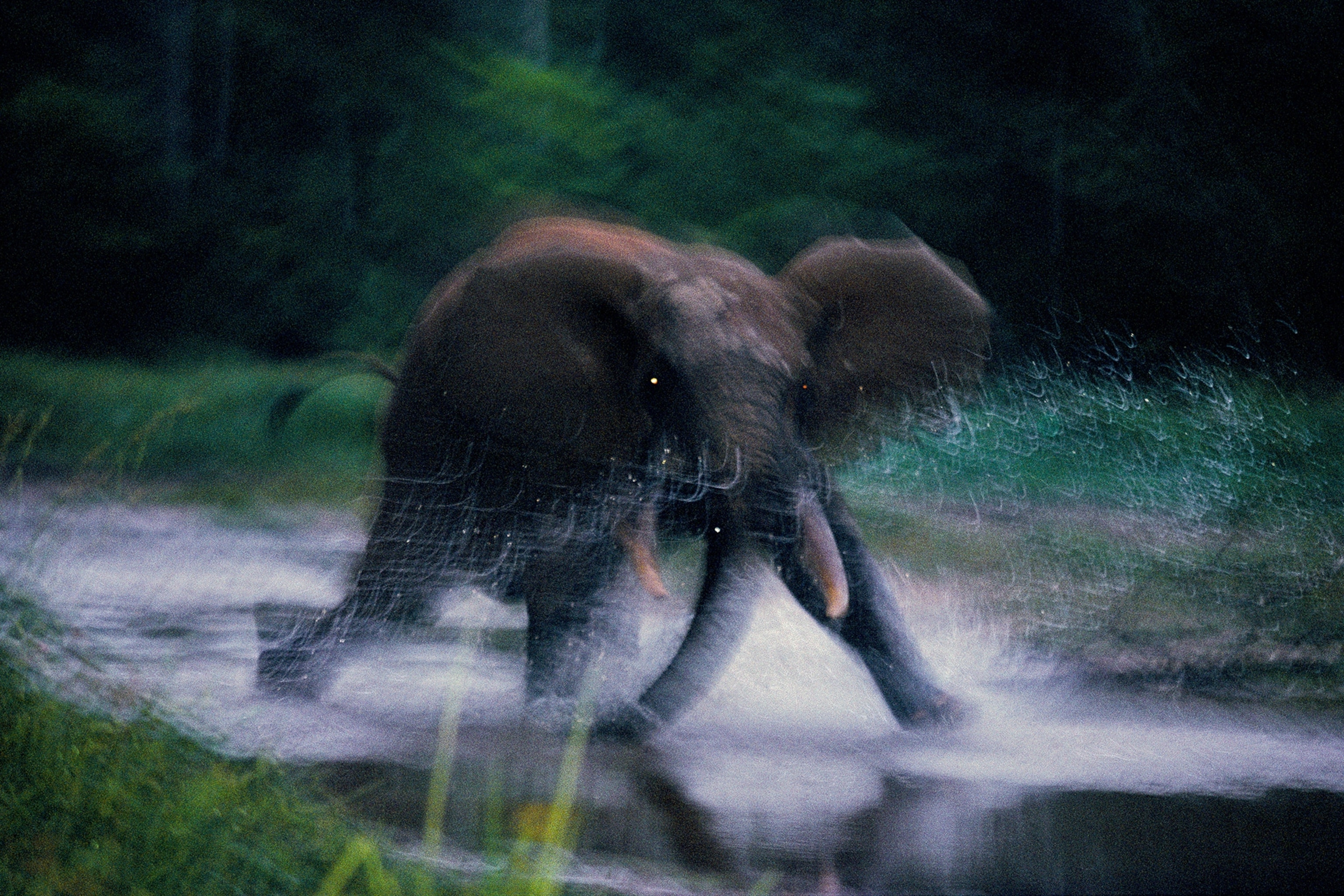 An elephant runs with lots of movement splashing bits of water.