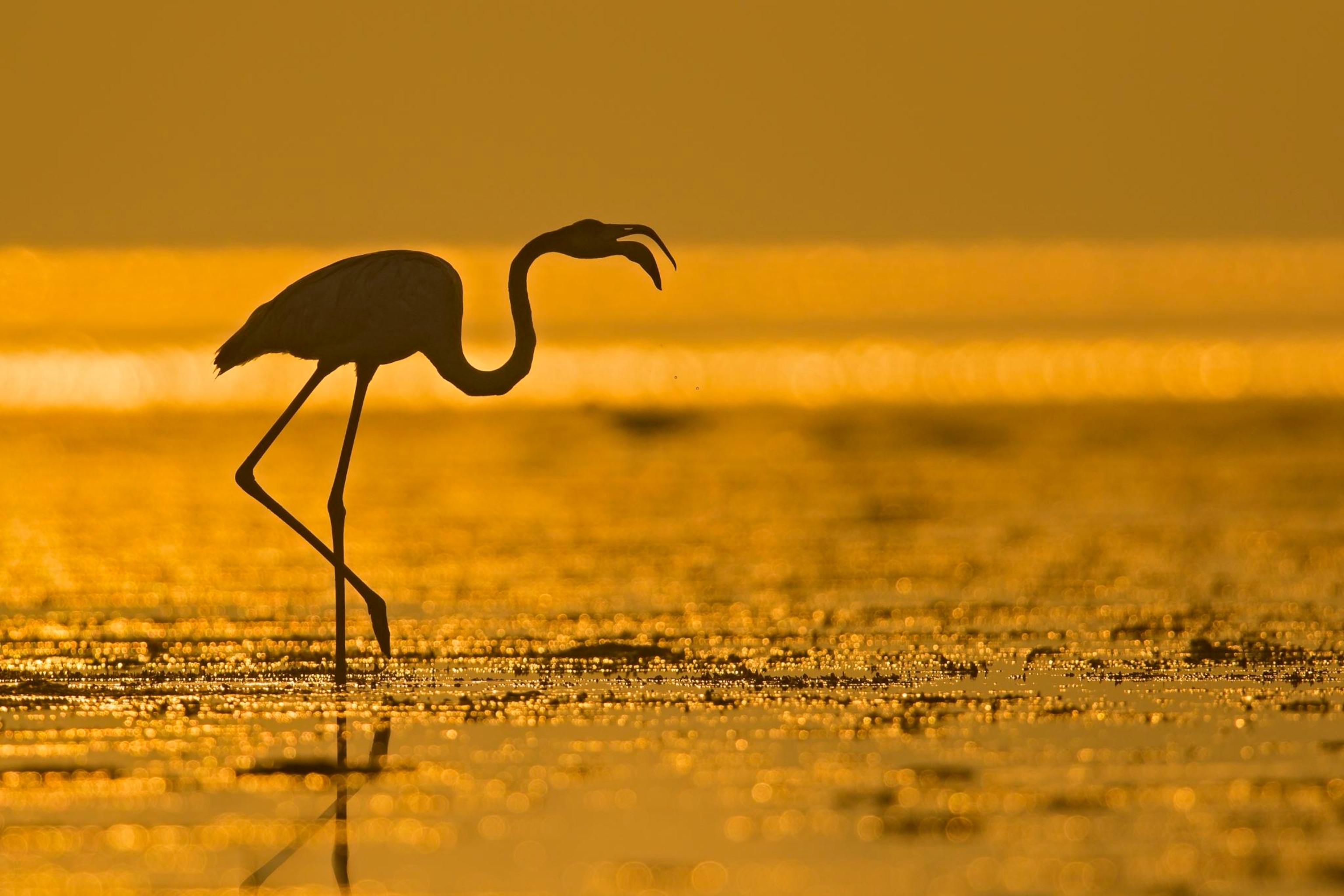a flamingo at sunrise, Pulicat, Tamil Nadu, India