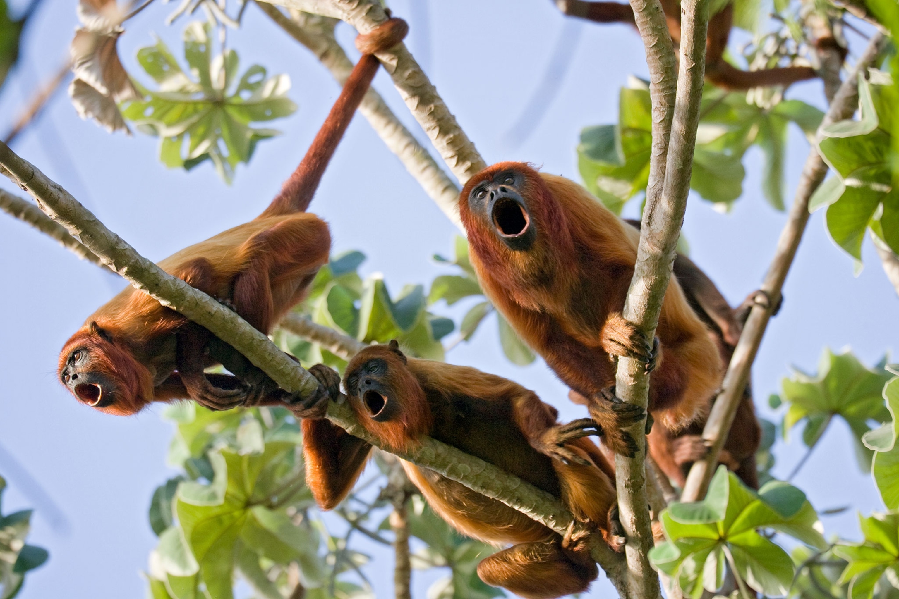 Red howler monkey, Alouatta seniculus, trio howling, Puerto Ordaz, Venezuela
