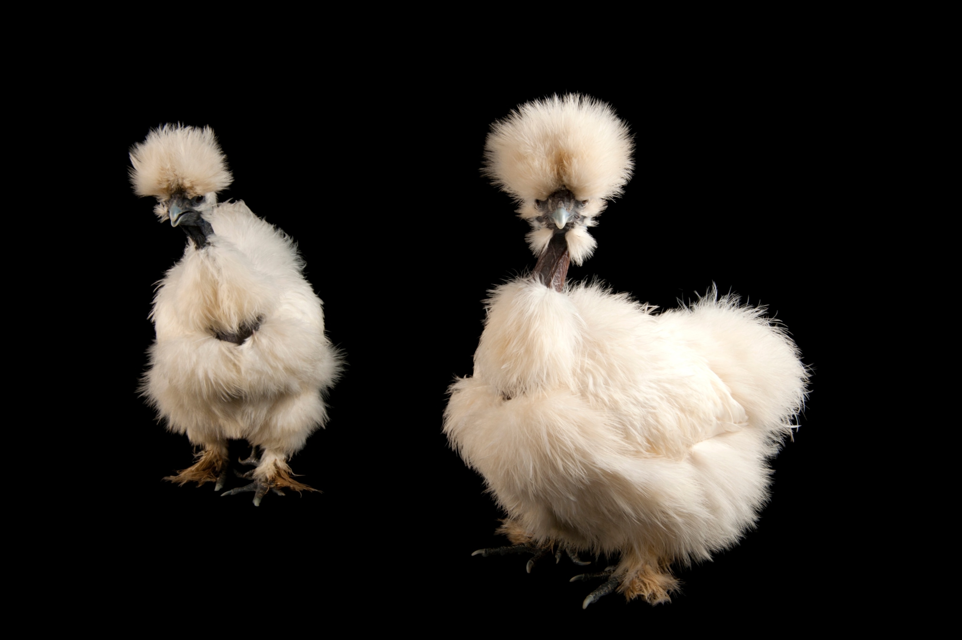 two silkie showgirl chickens (Gallus gallus domesticus) at the Fort Worlth Zoo.