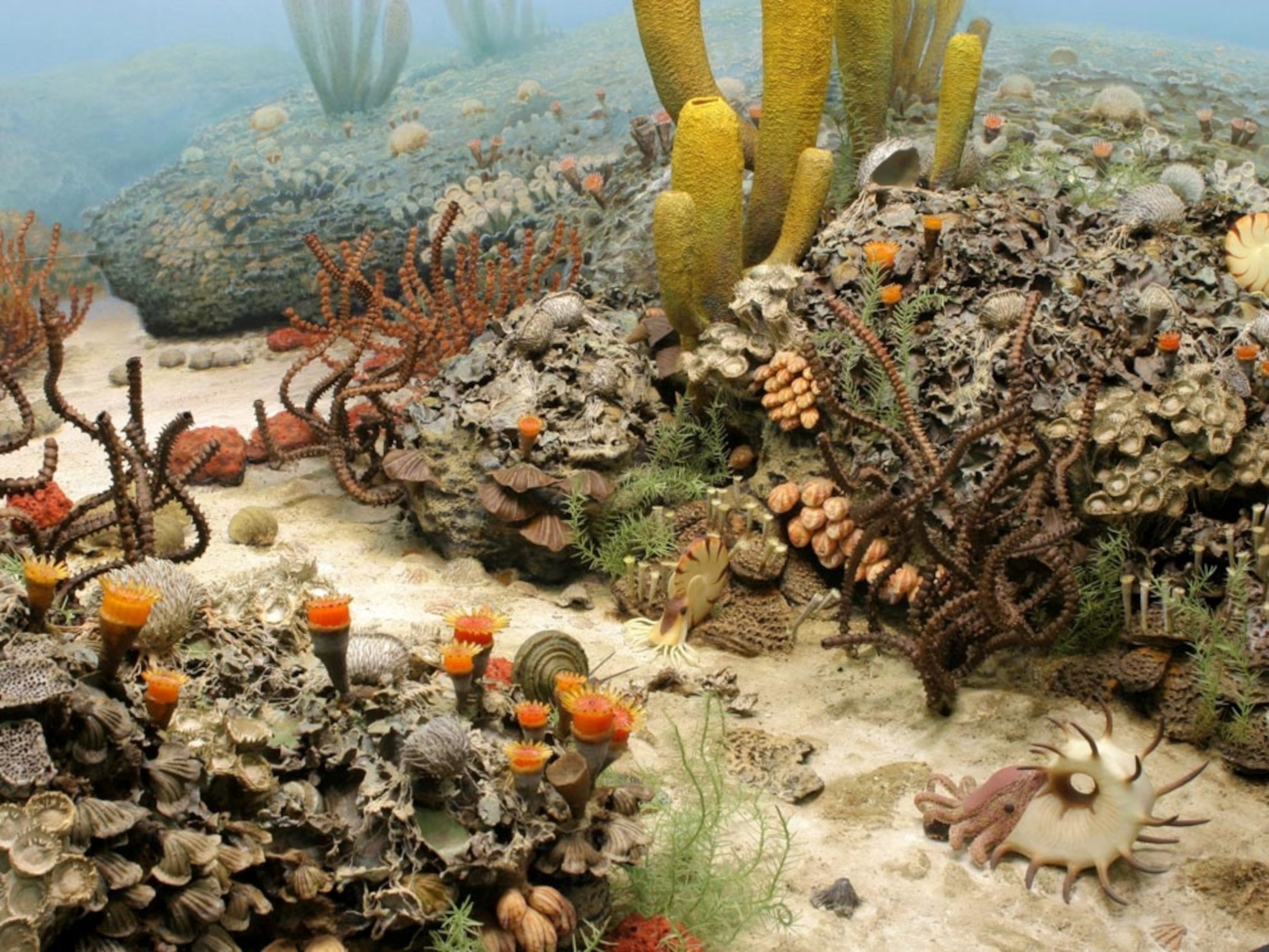 A diorama of the Permian seafloor