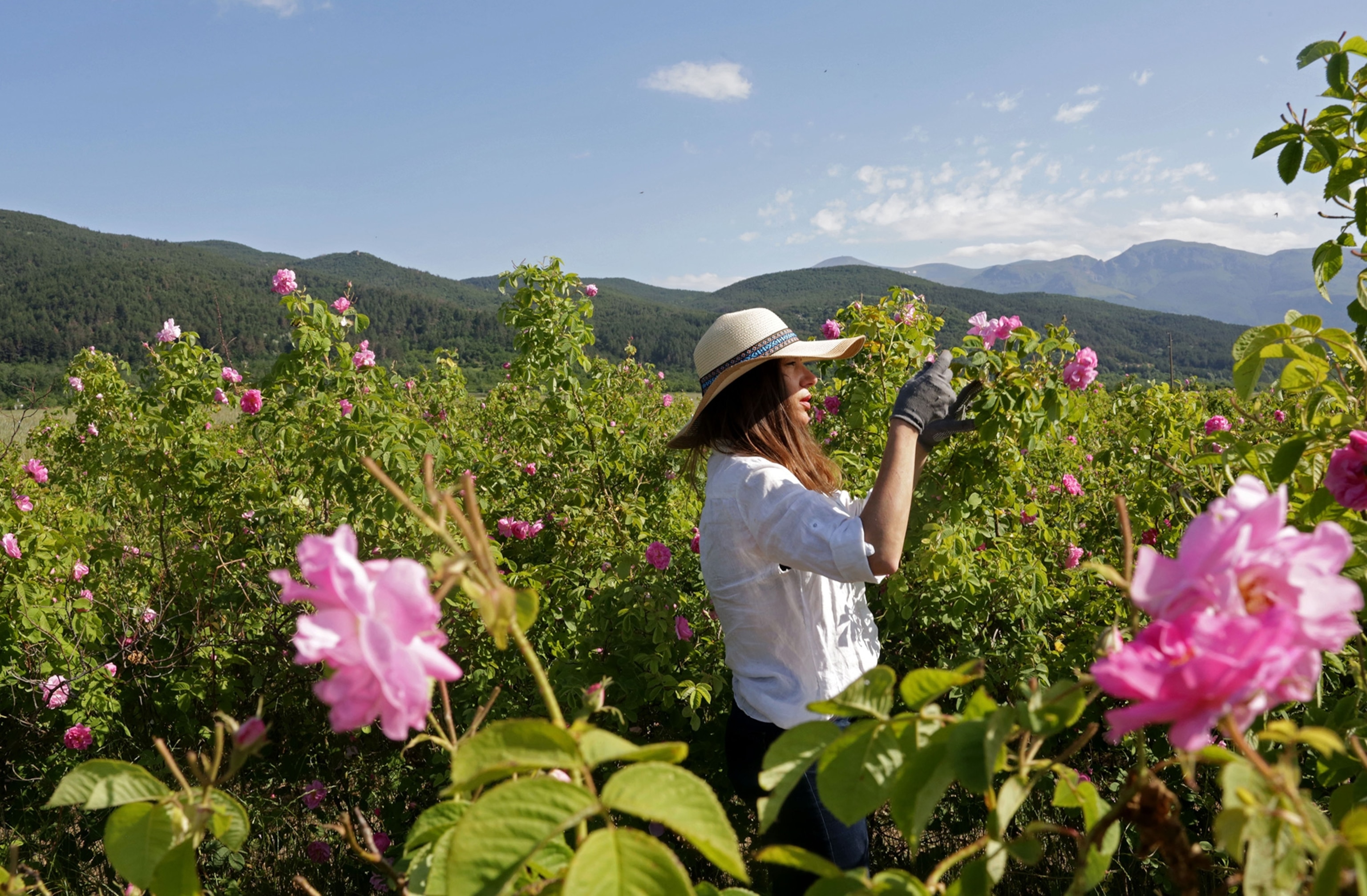 a rose picker in the Rose Valley in Bulgaria