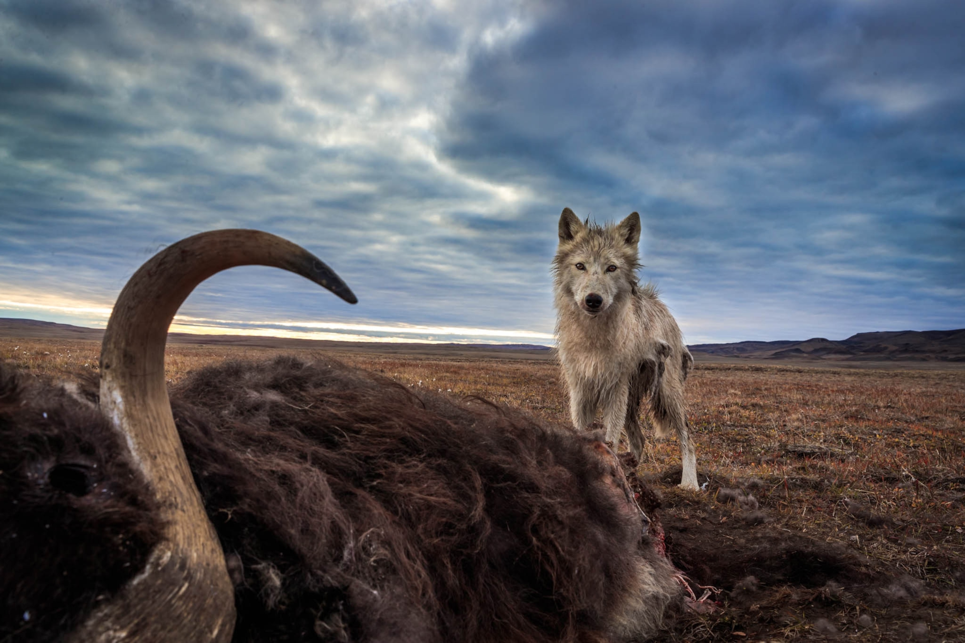 an Arctic wolf
