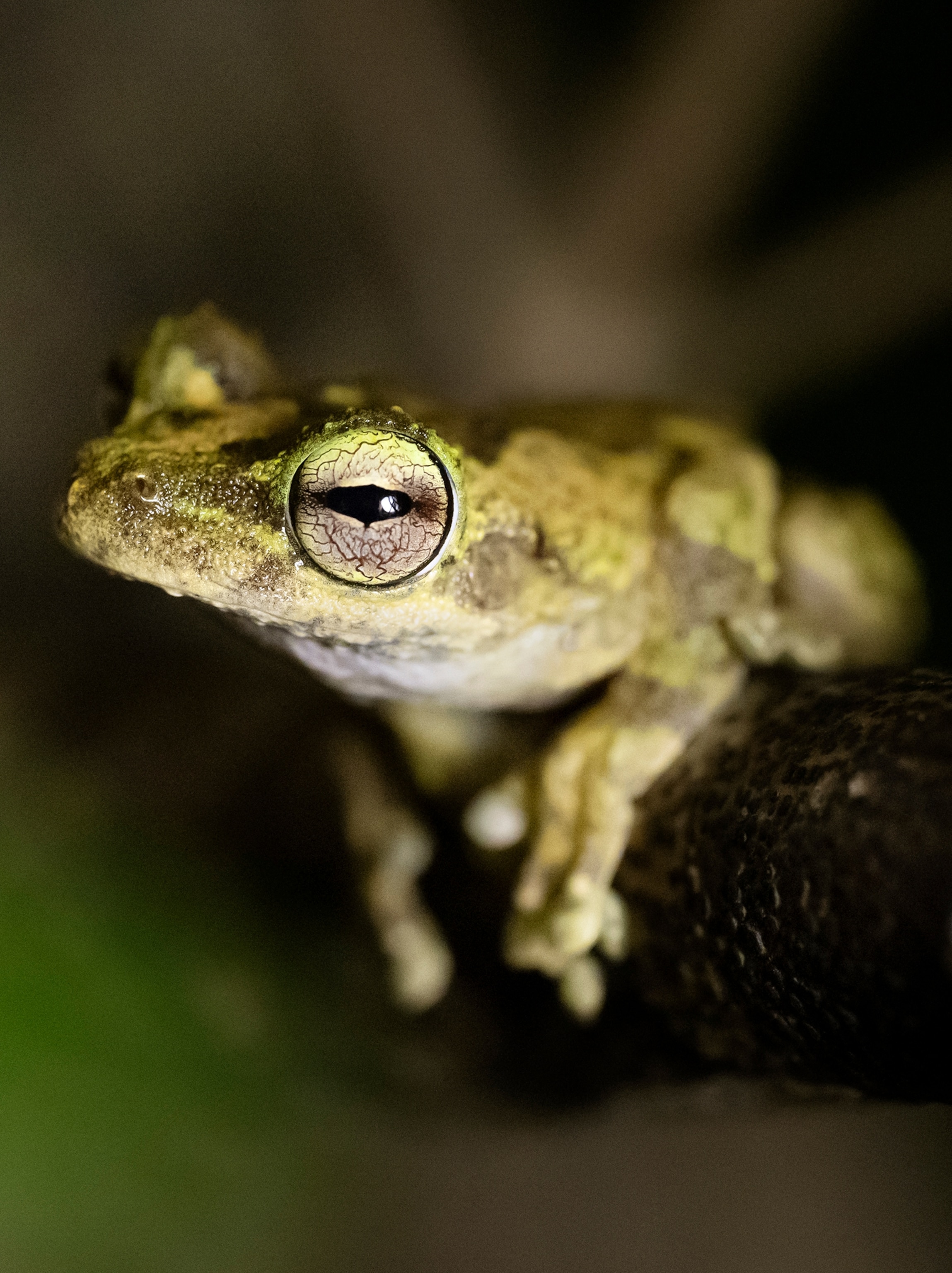 A close up image of a Kuranda tree frog on a branch