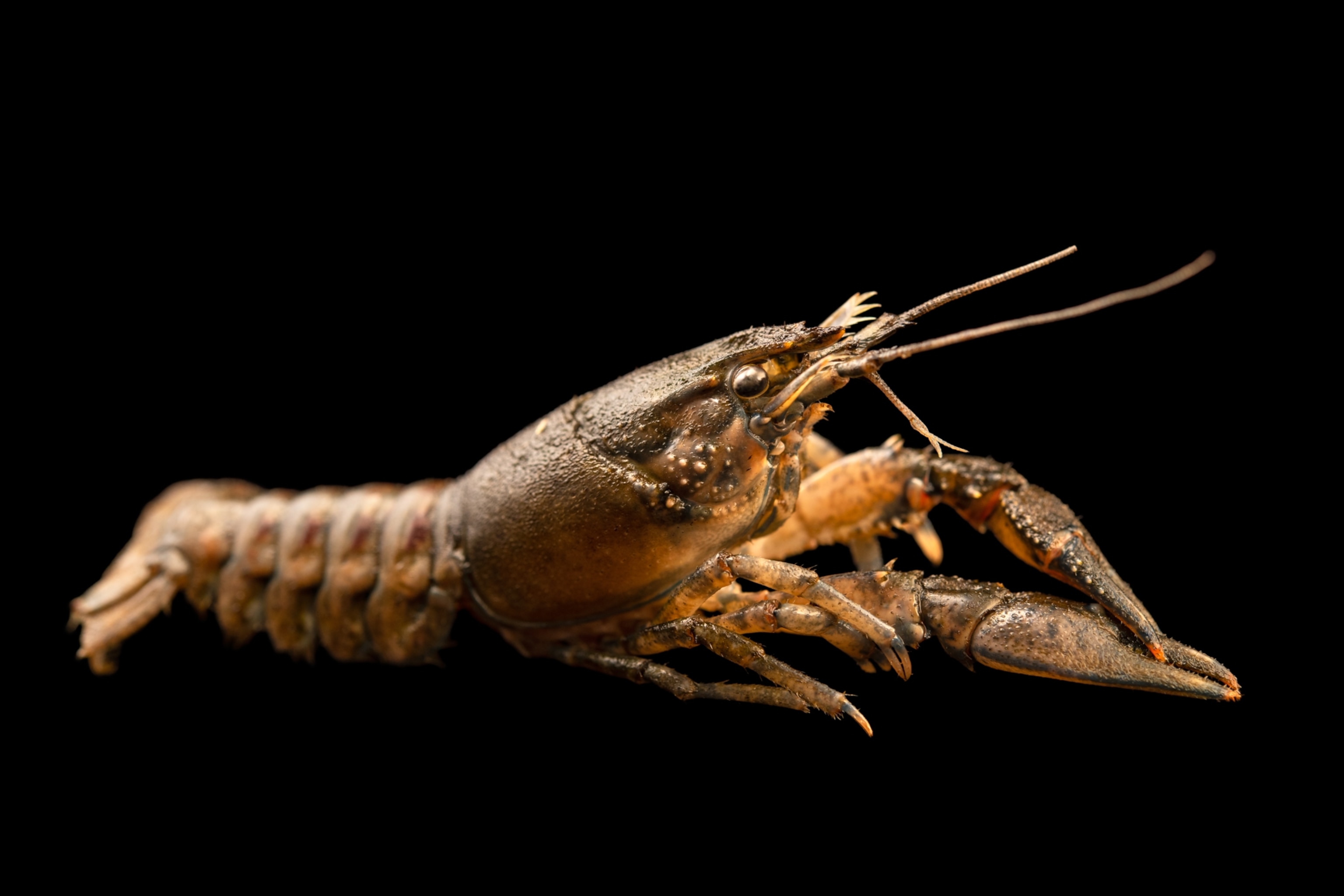A crayfish against a black backround