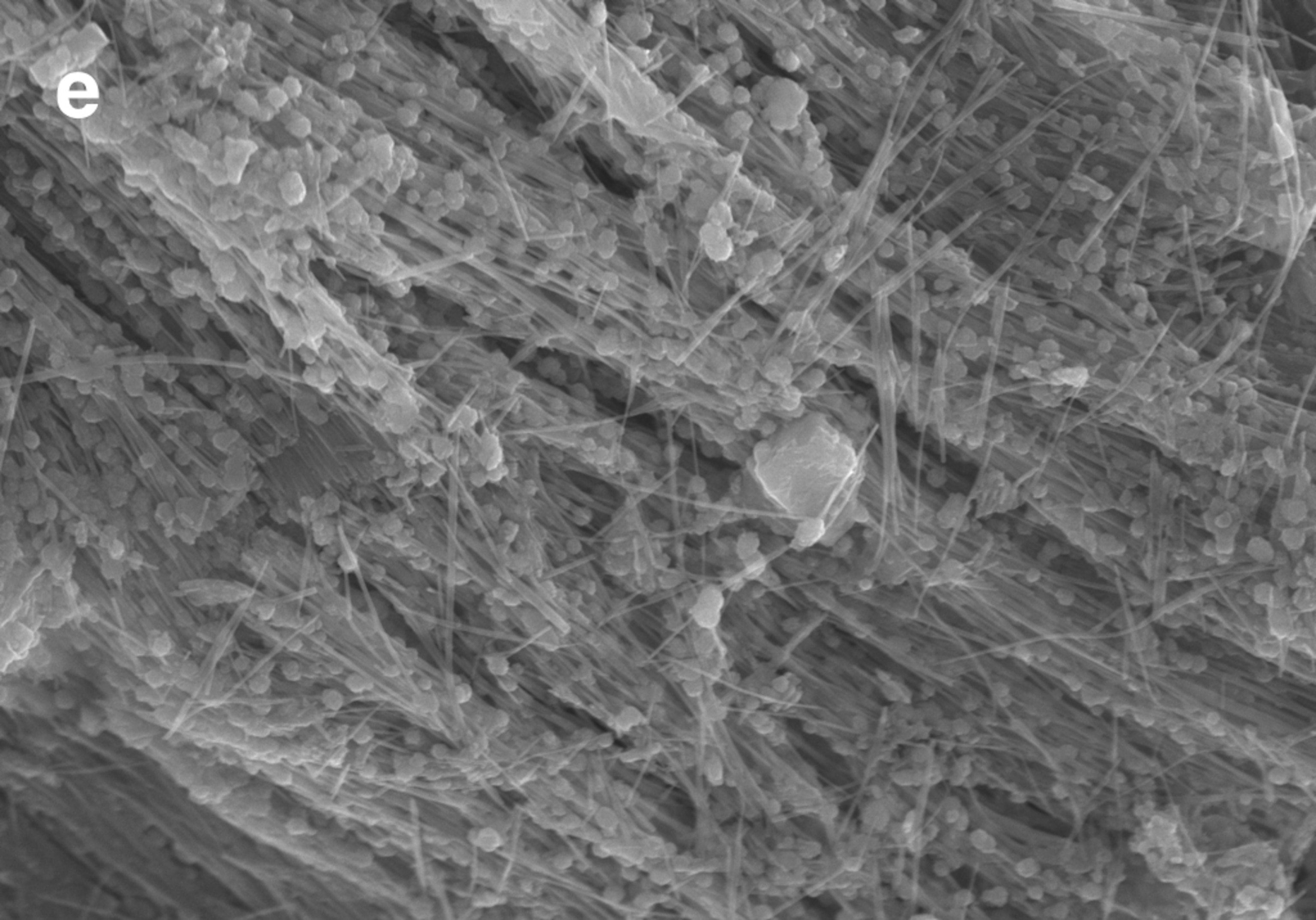 the detail of filaments found in Mariana Trench