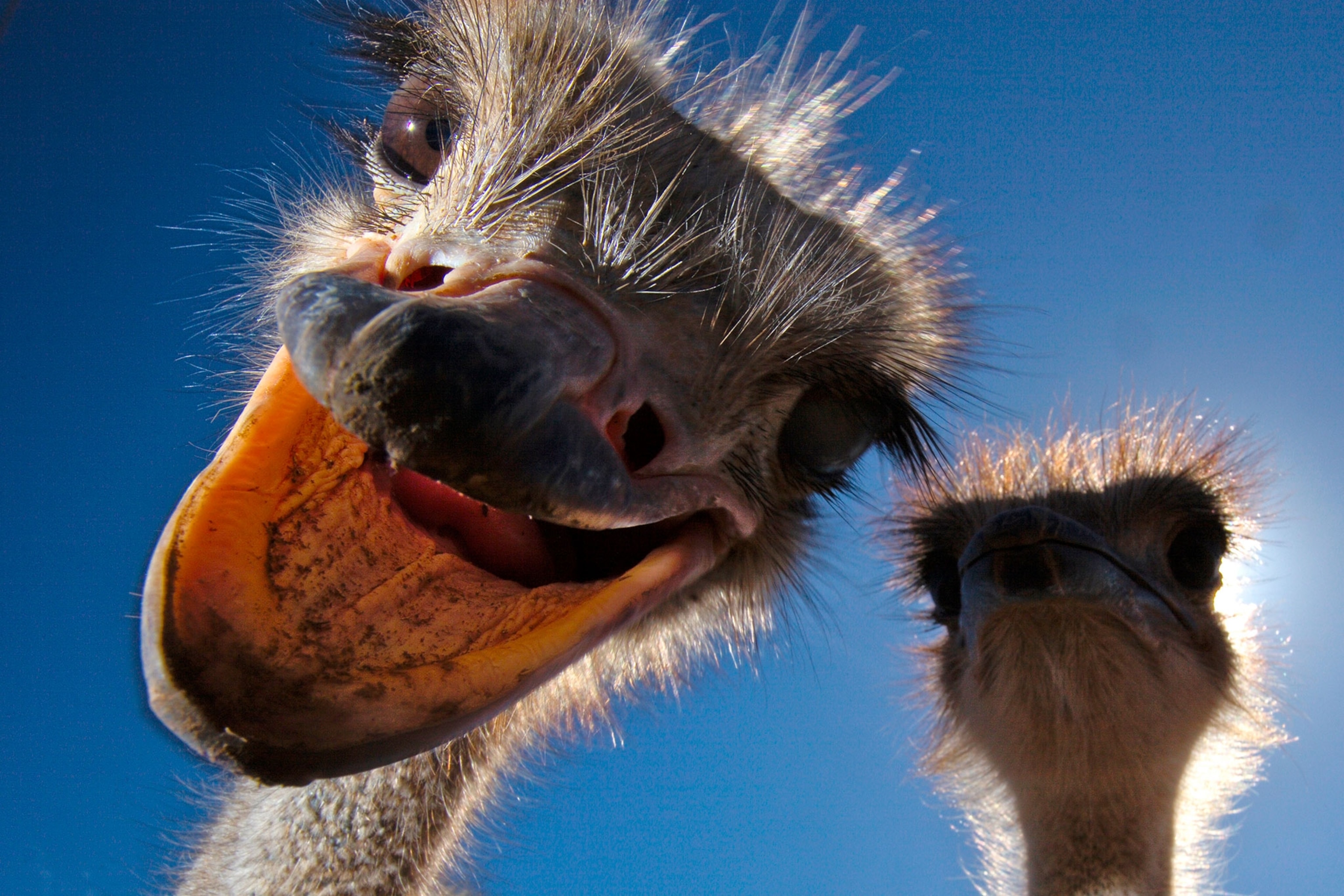 an ostriches