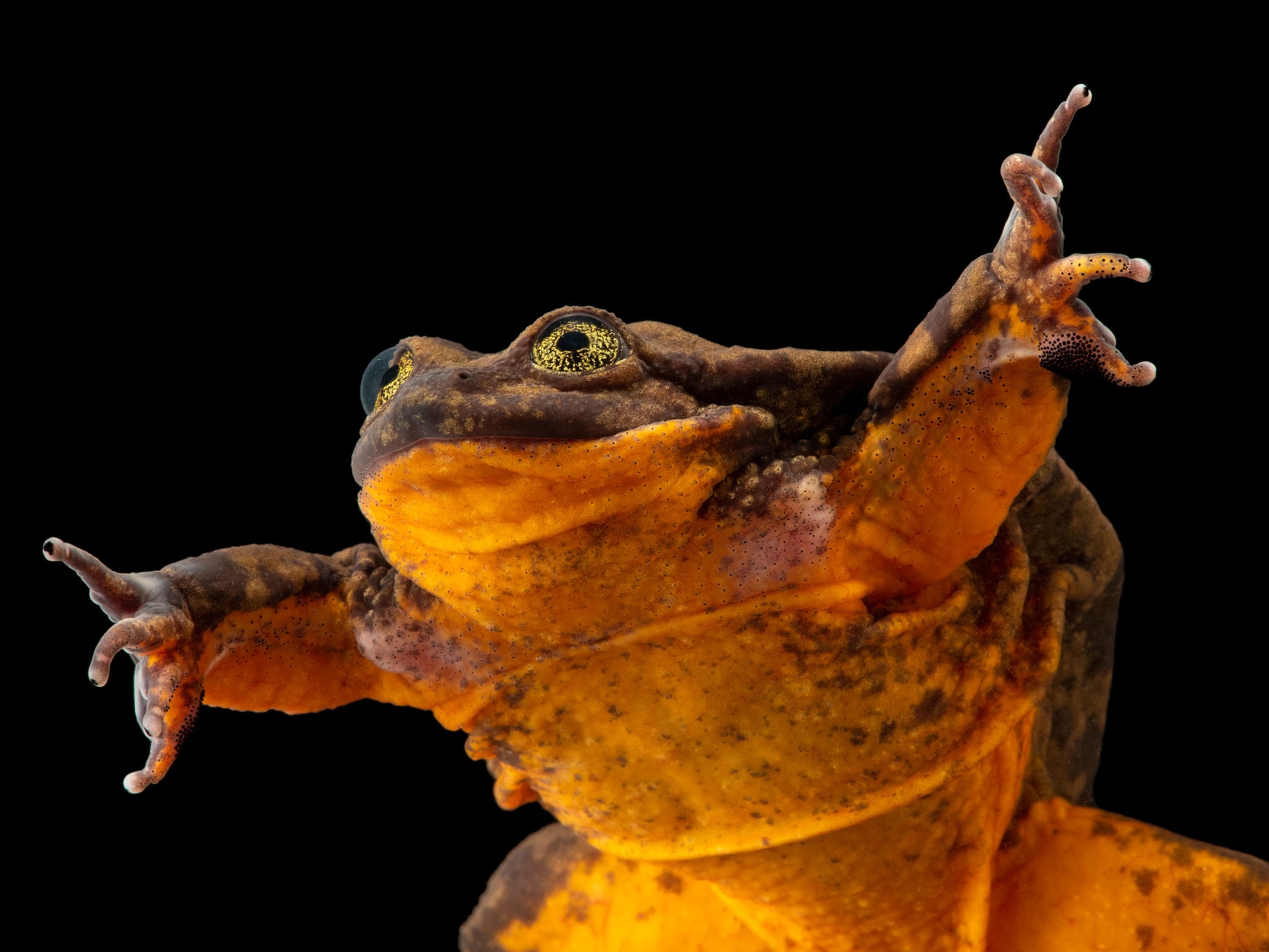 Sehuencas water frog