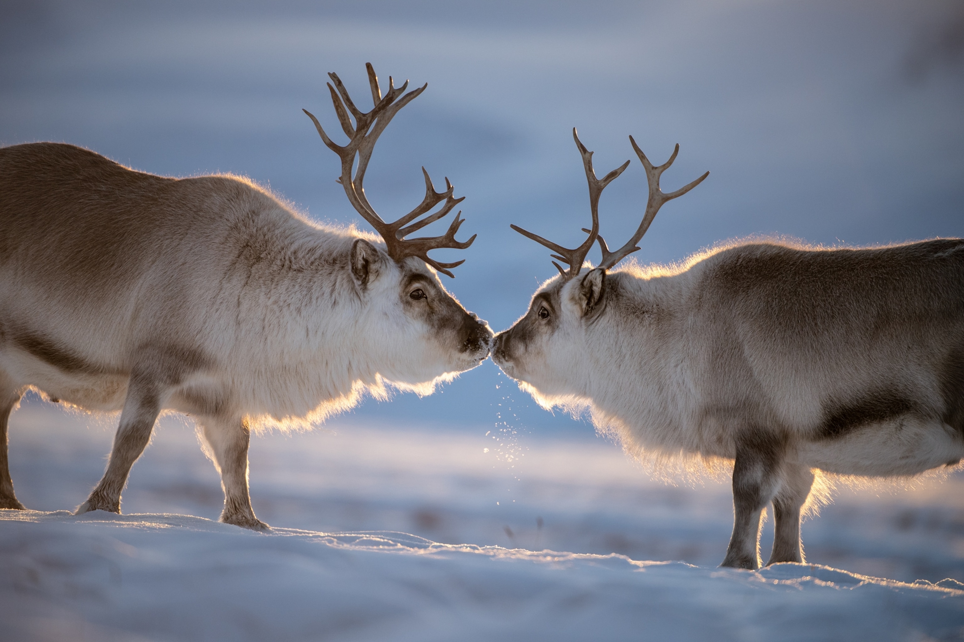 Picture of two male deers nose to nose.