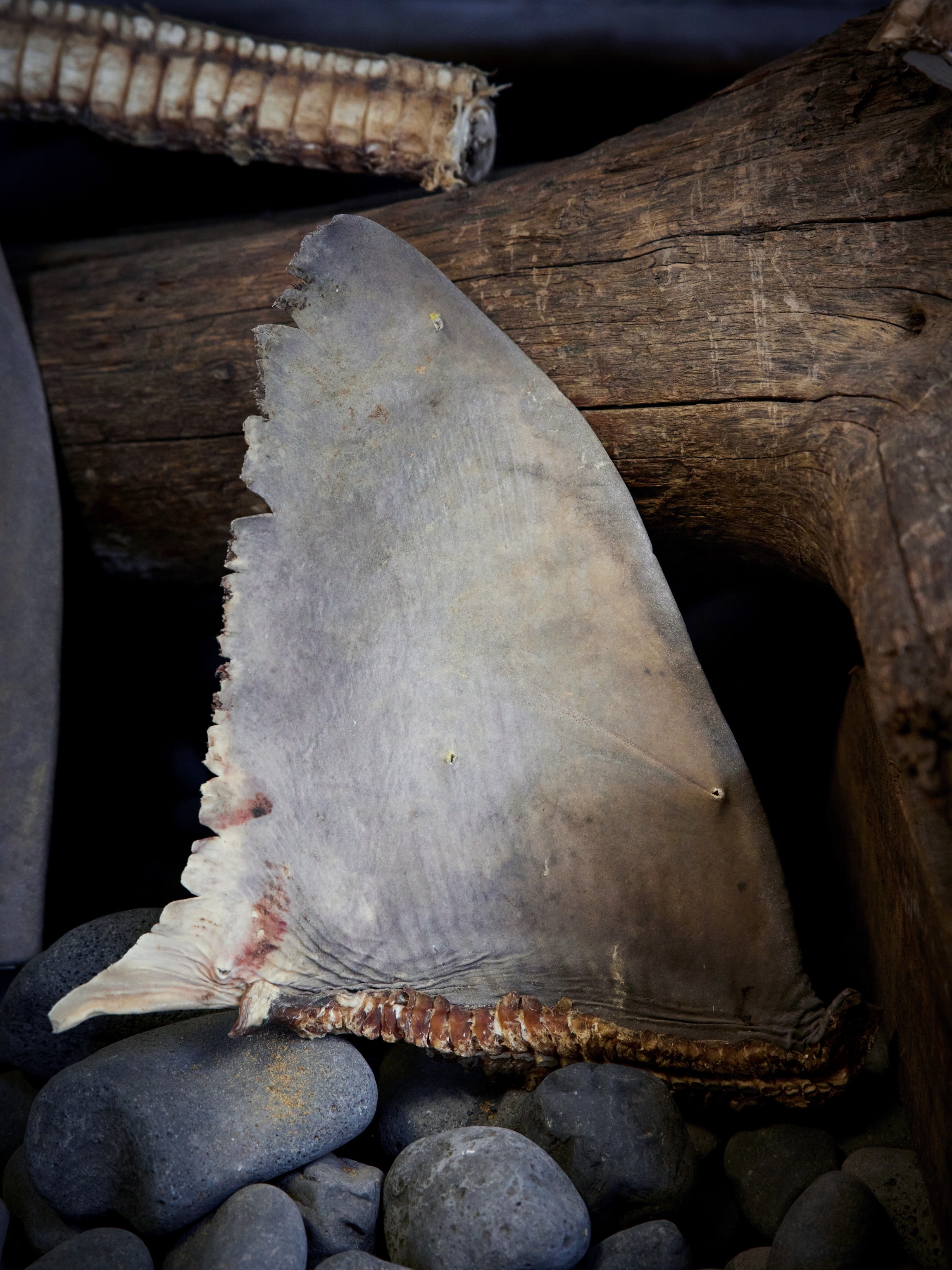 A shark fin.