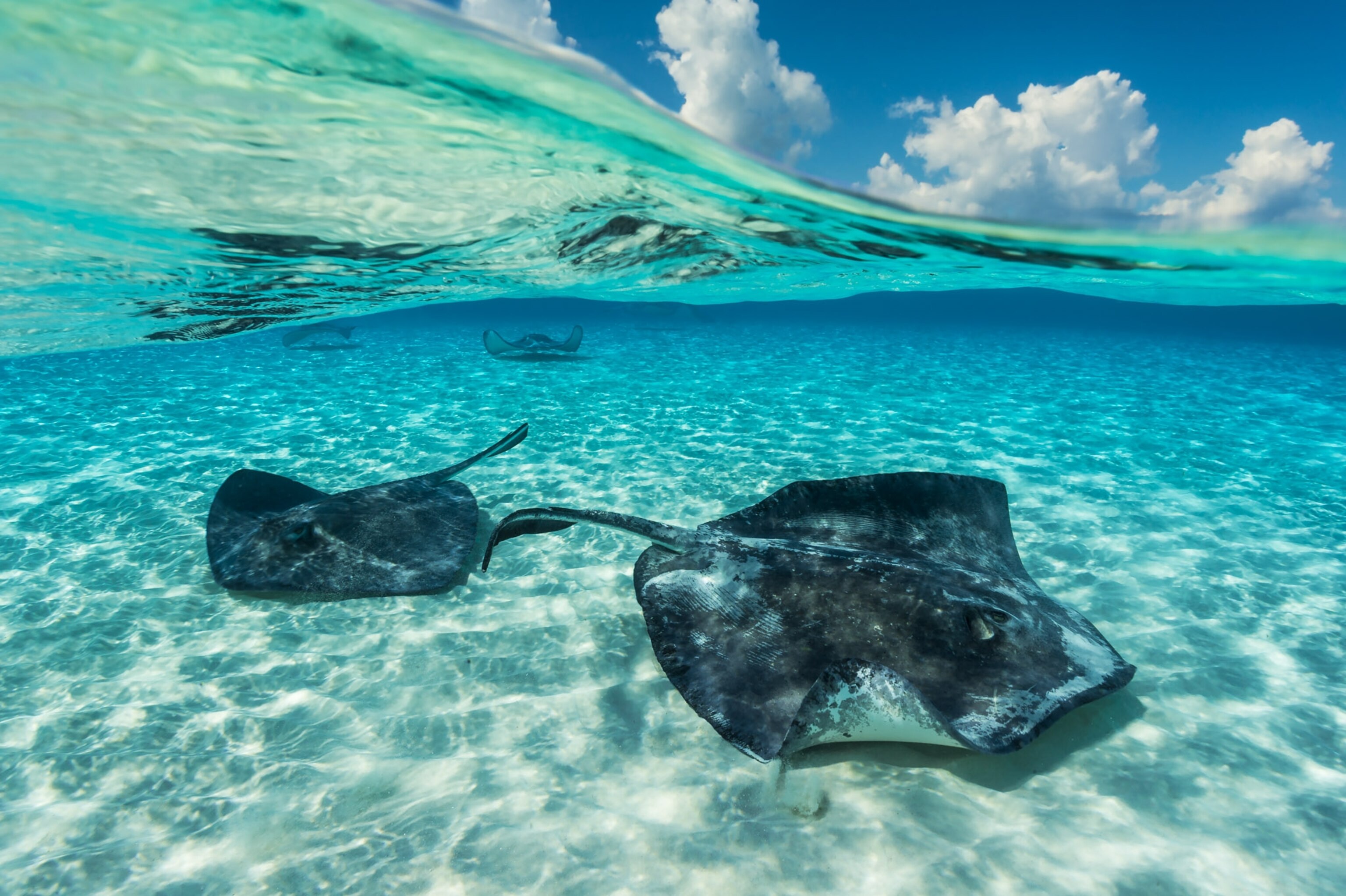 Stingrays swim in clear blue water.