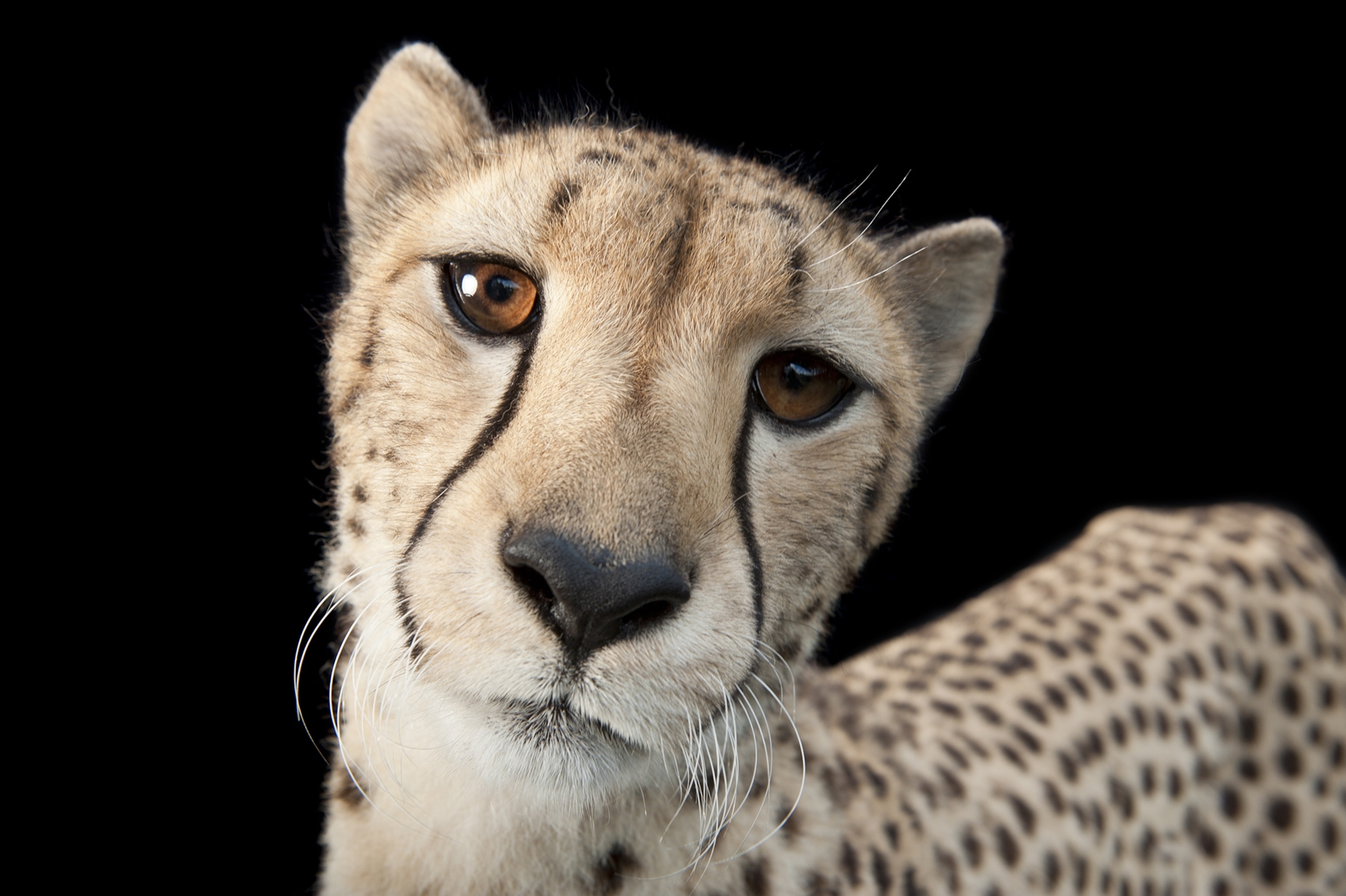 Close up of a cheetah's face on a black background