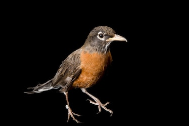 a American robin
