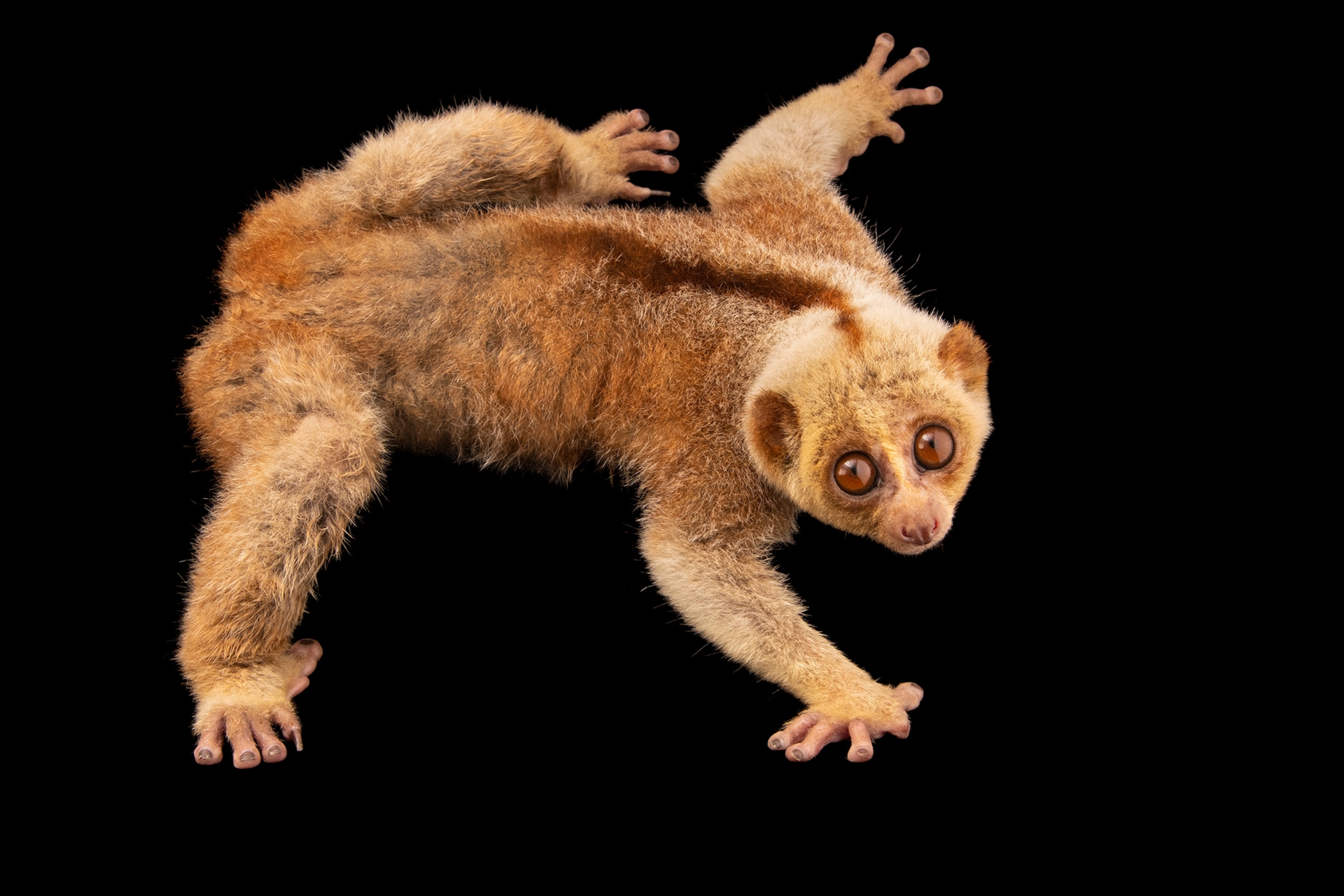 a slow loris