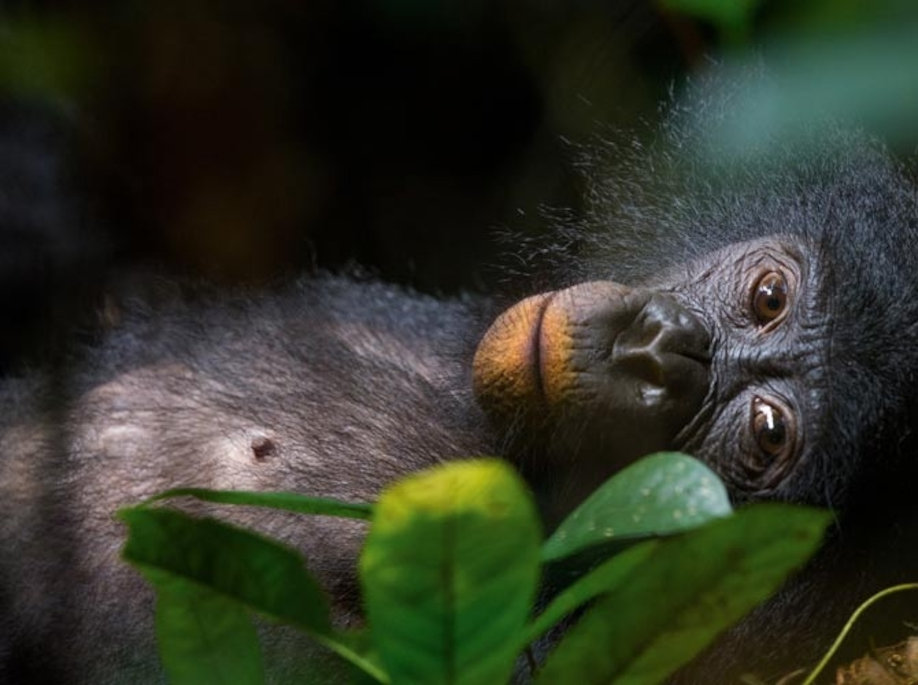 Female Bonobo